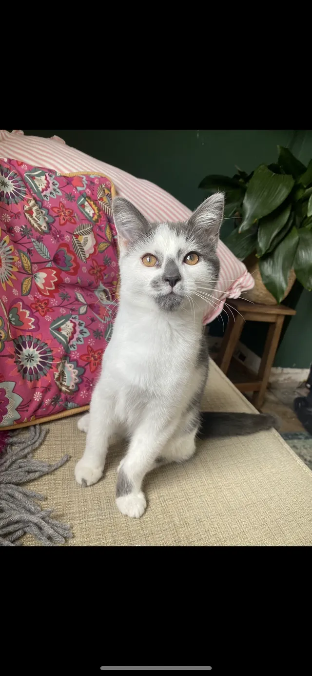 Frank - Axbridge Road, Bristol