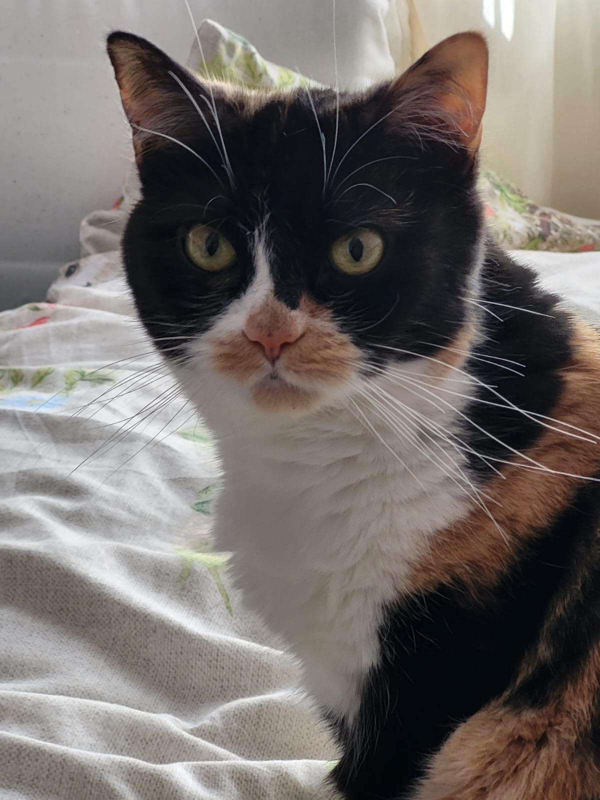 Cookie - Beachcroft, Morpeth