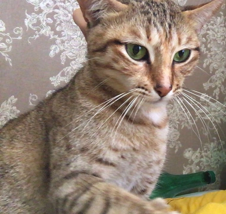 Milky - Rue de l'Ancienne Église, Trélissac