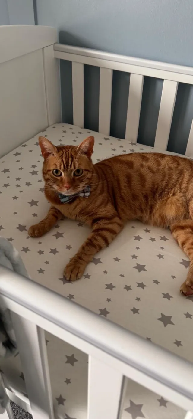Arlo - CO2 7, Colchester