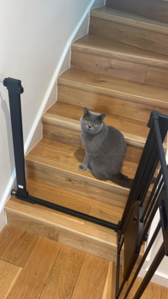 Nido - Lordship Lane, London