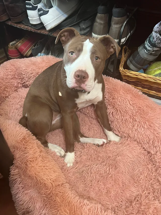 Bella - Busse Rd, Elk Grove Village
