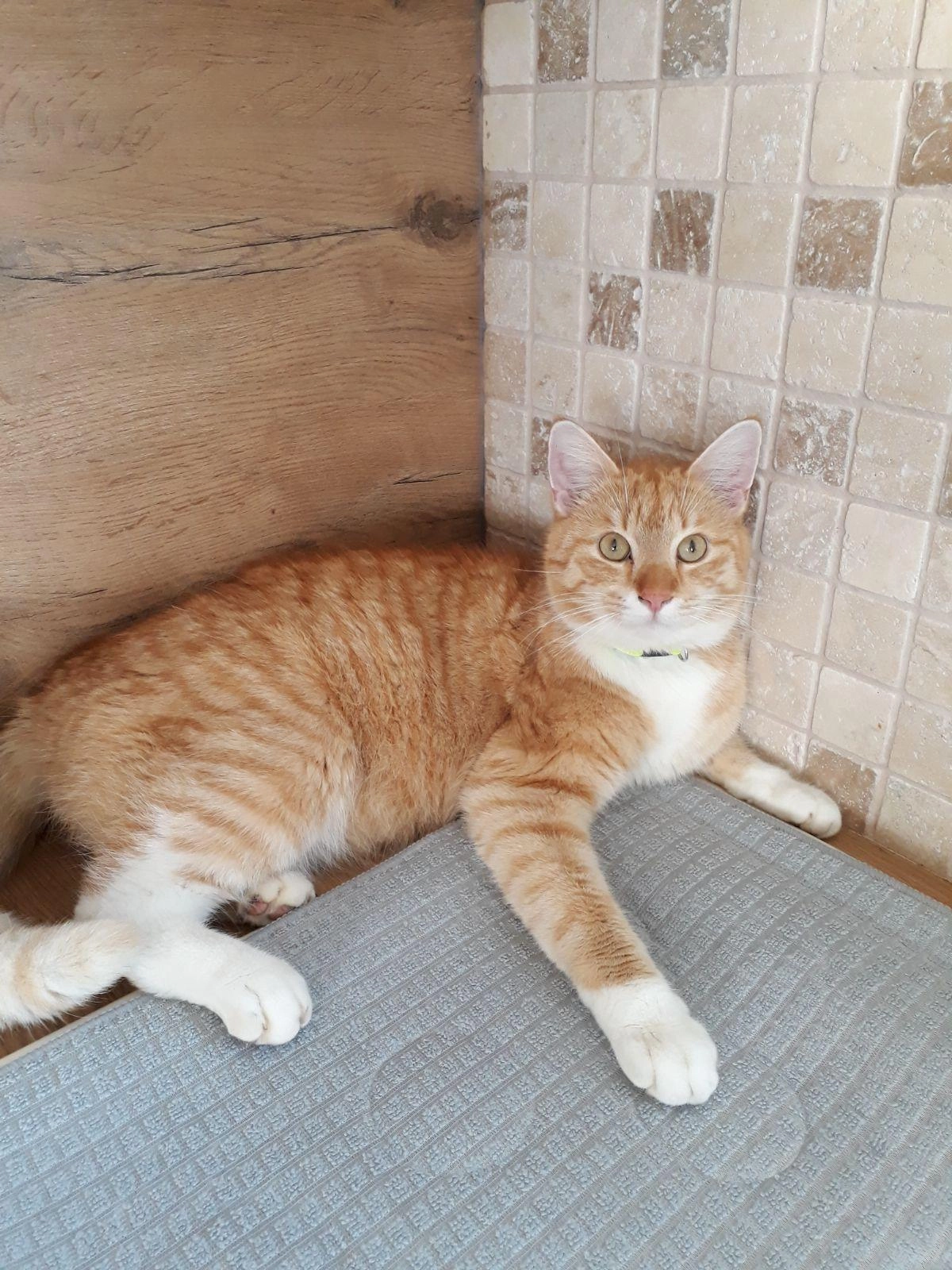 Joshy - Schöngumprechting, Seekirchen am Wallersee