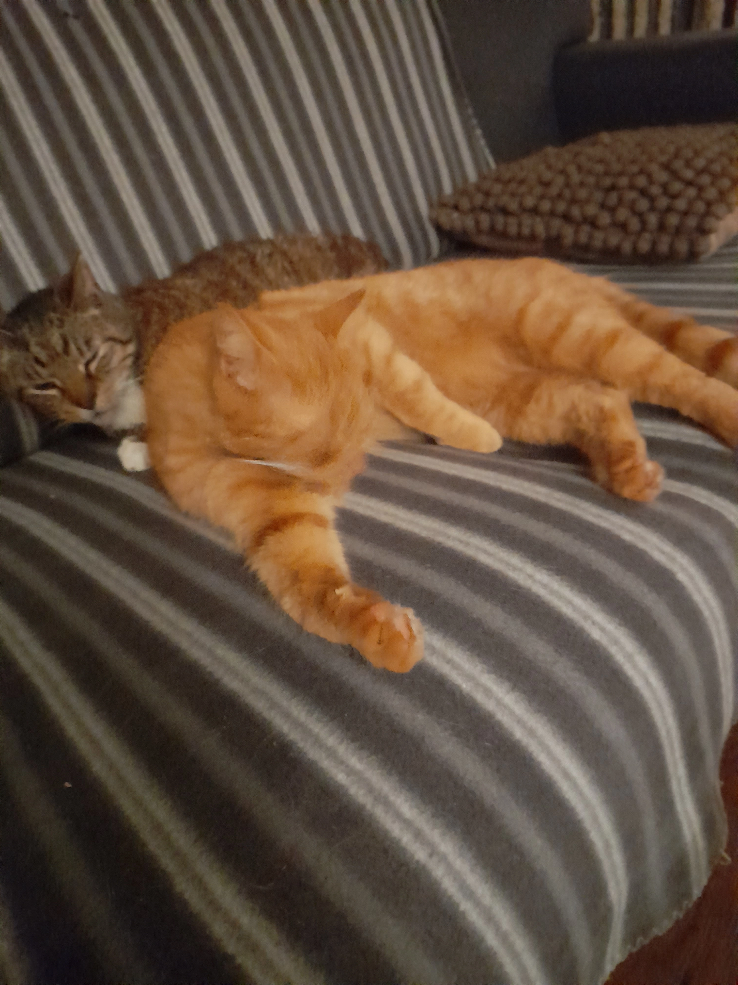 Jumpy - Leidinglaan, Sluiskil