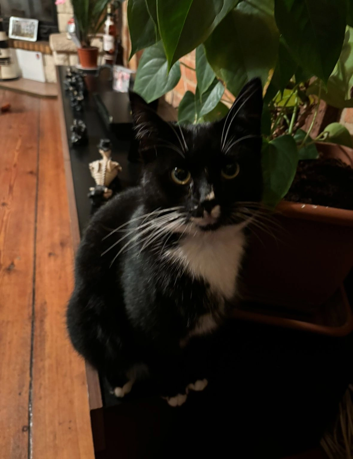 Harley - Badstüberstraße, Barth