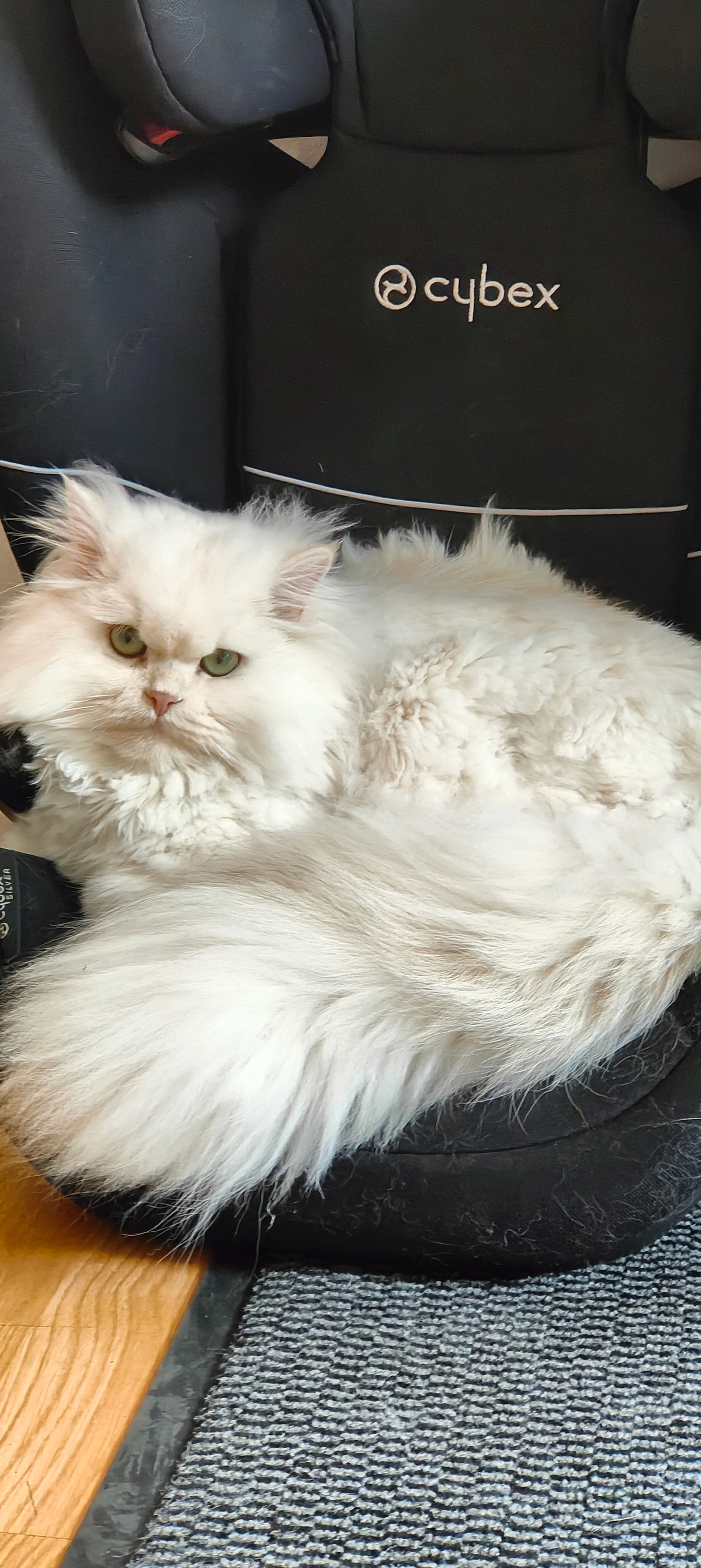 Casper - Gwerneinon Road, Swansea