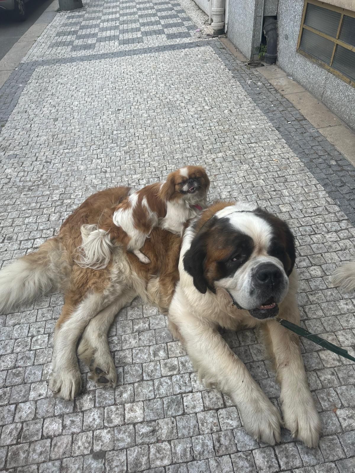 Betoven - Wilsonova 8, Praha