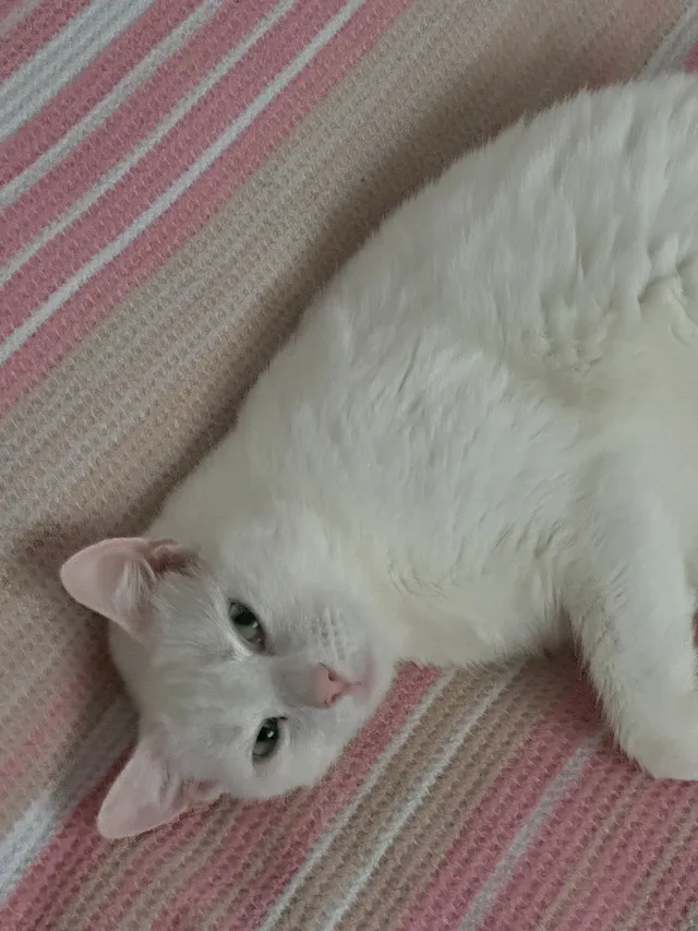 leo - Rosemead Drive, Leicester