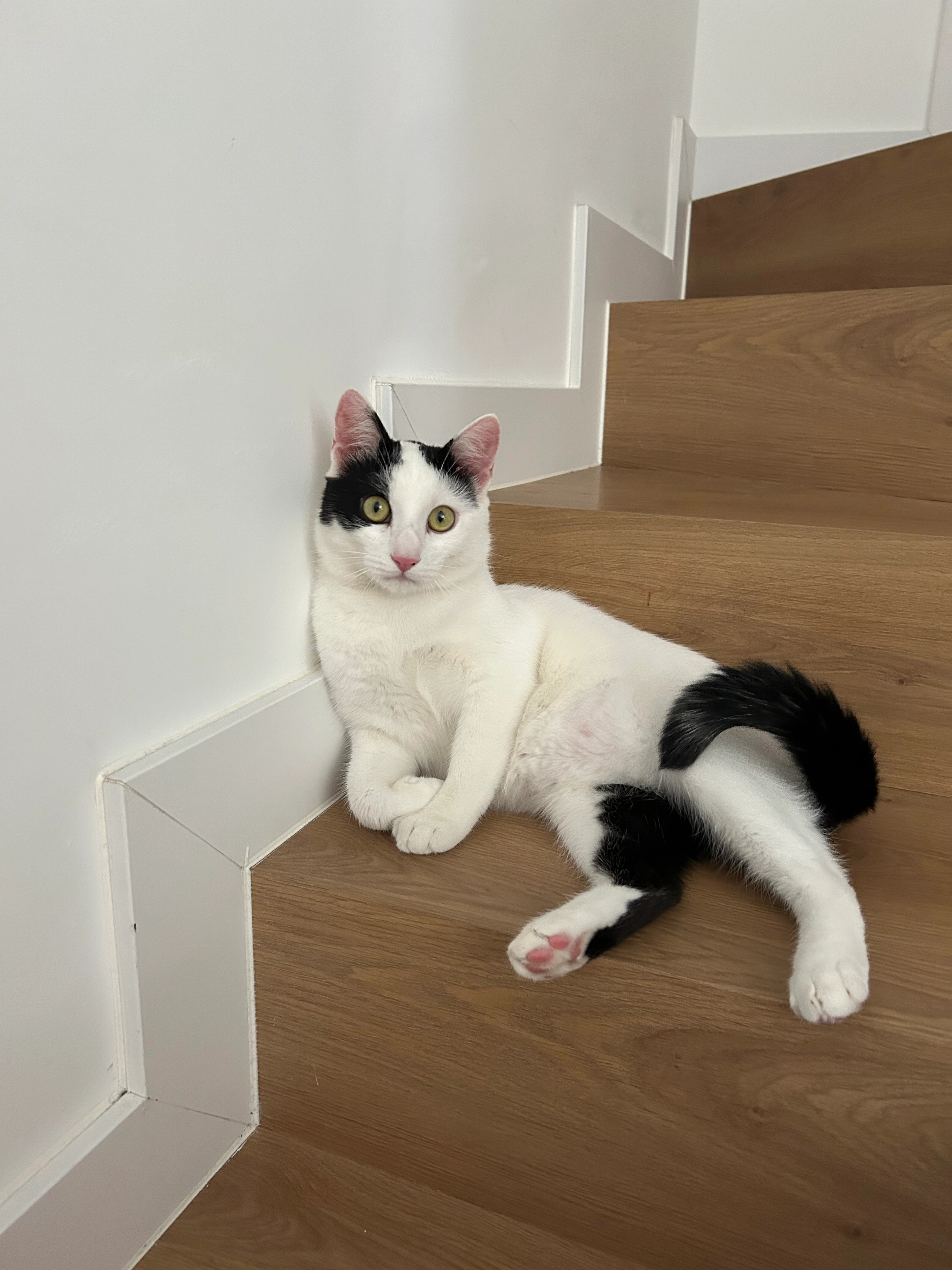 Freddy - Calle de la Isleta, Coslada