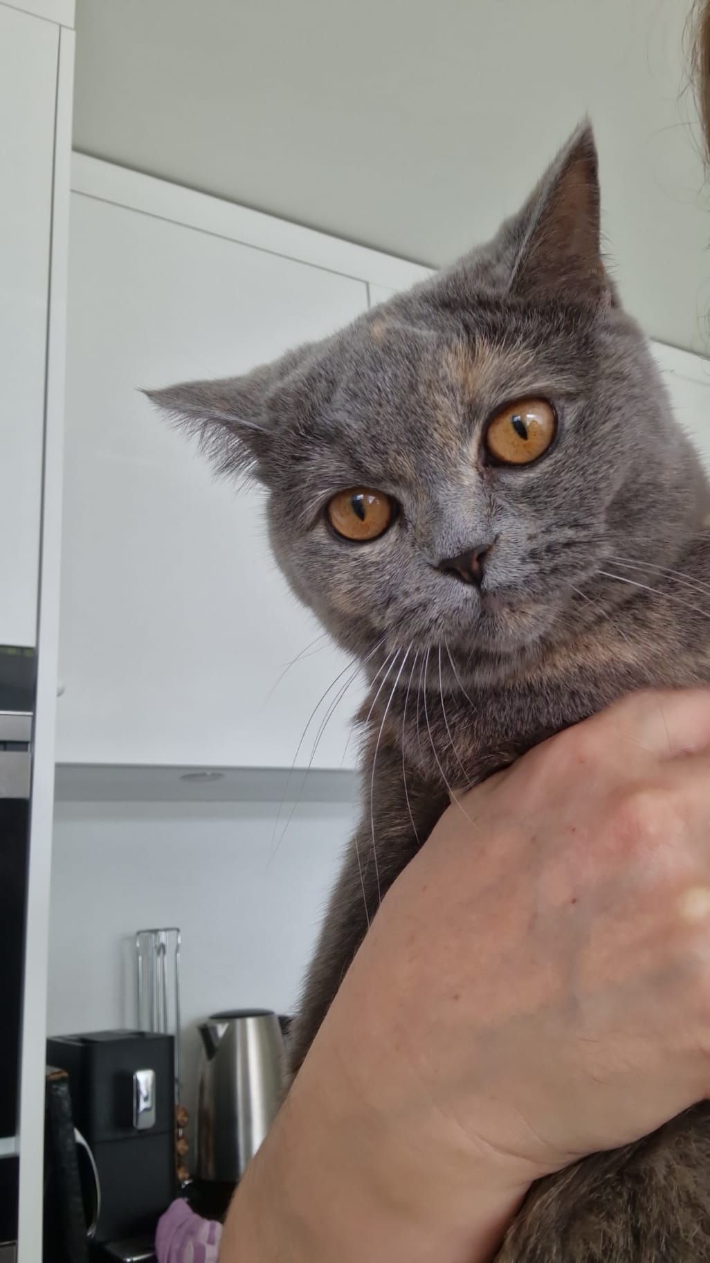 Pamuk - Rebmätteliweg, Koblenz