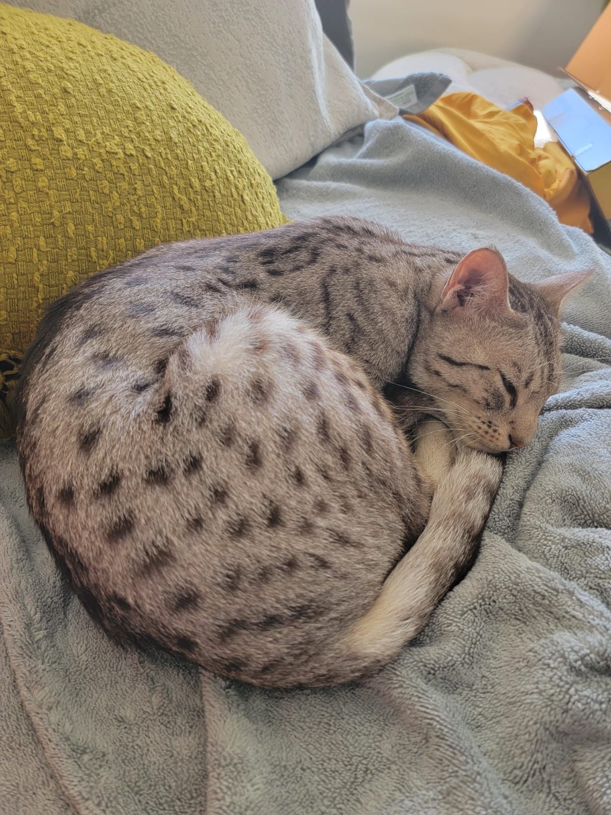 Freddie - Via Campofranco, Ferrara