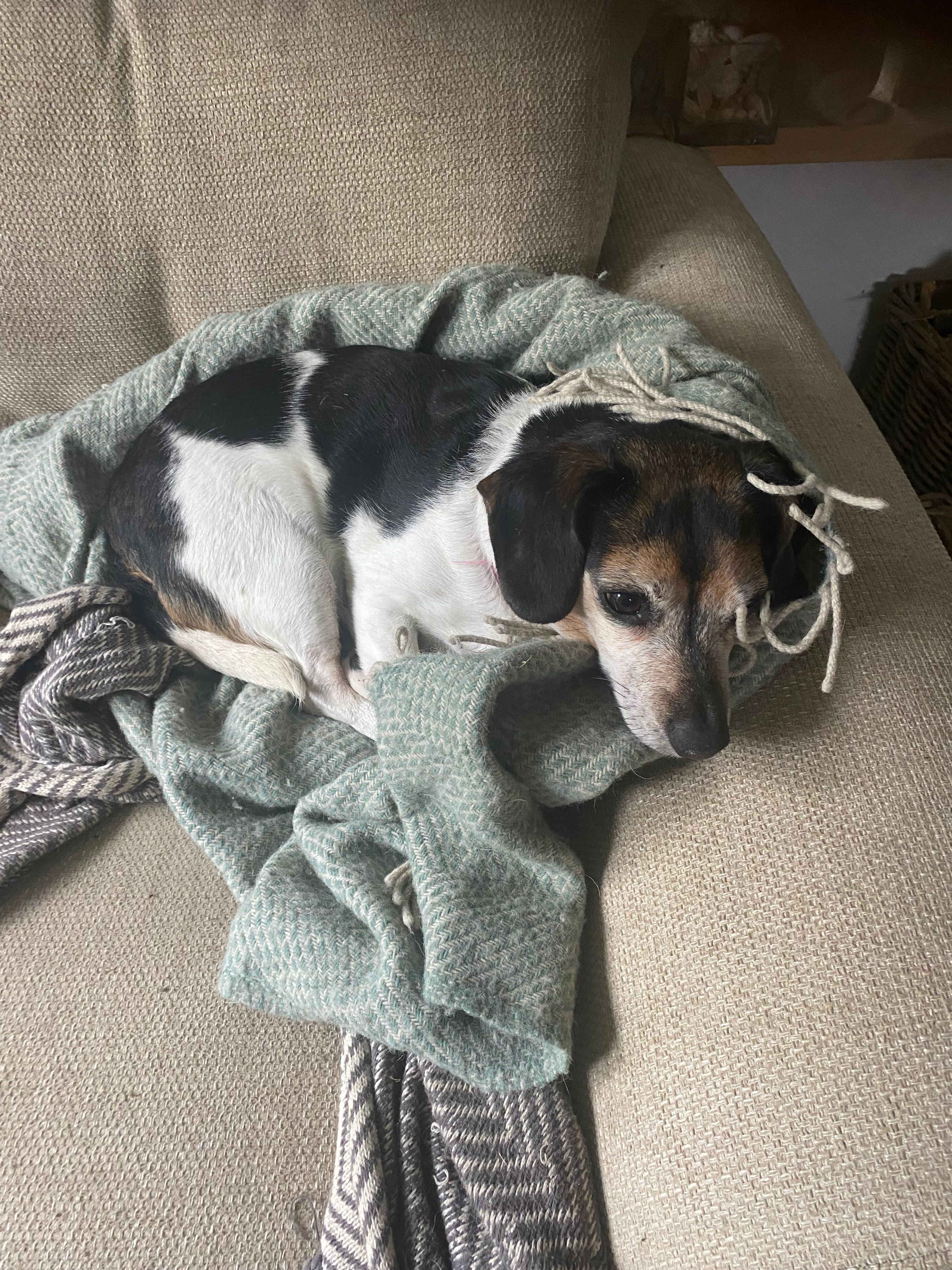 Bea - Underhill Lane, Hassocks