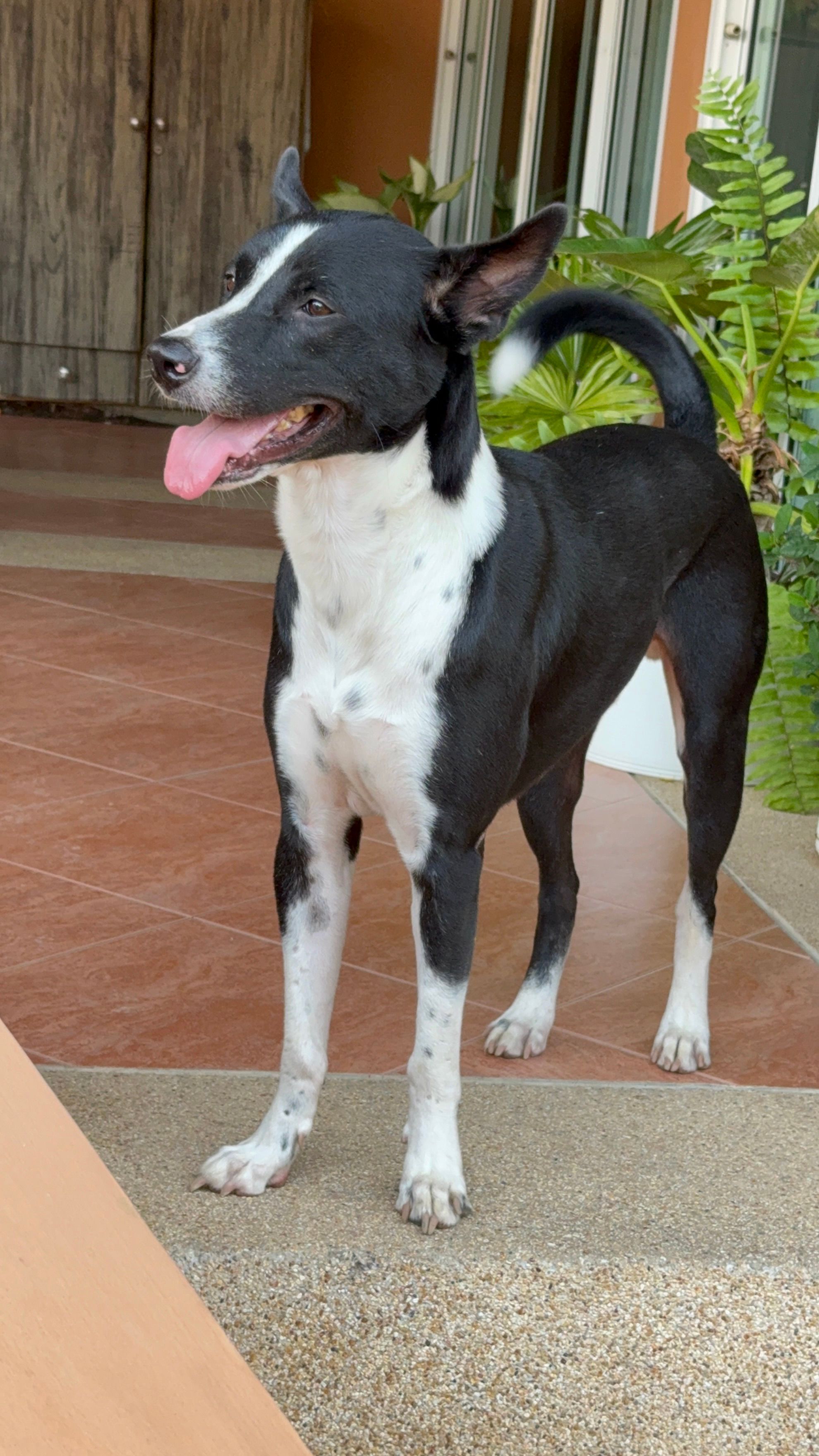 Milo - ถนนบายพาสพัทยา–ระยอง, Bang Lamung