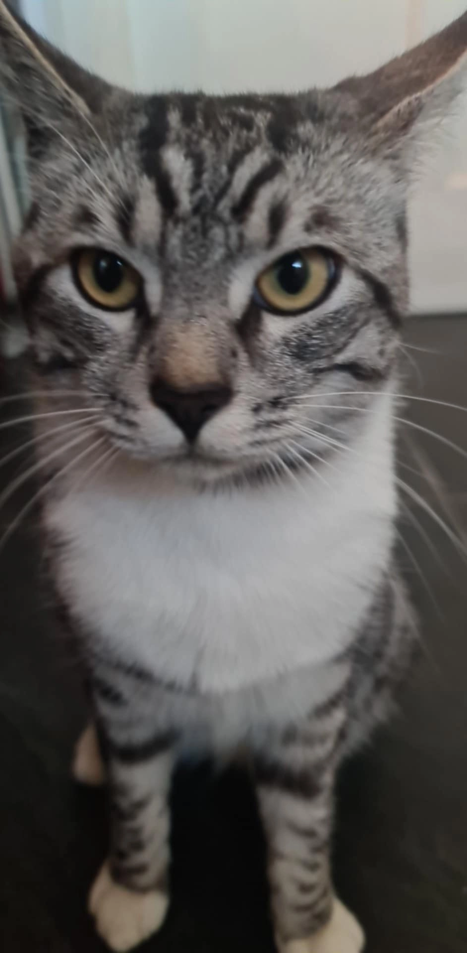 Gandalf - Zestienhovensekade, Rotterdam