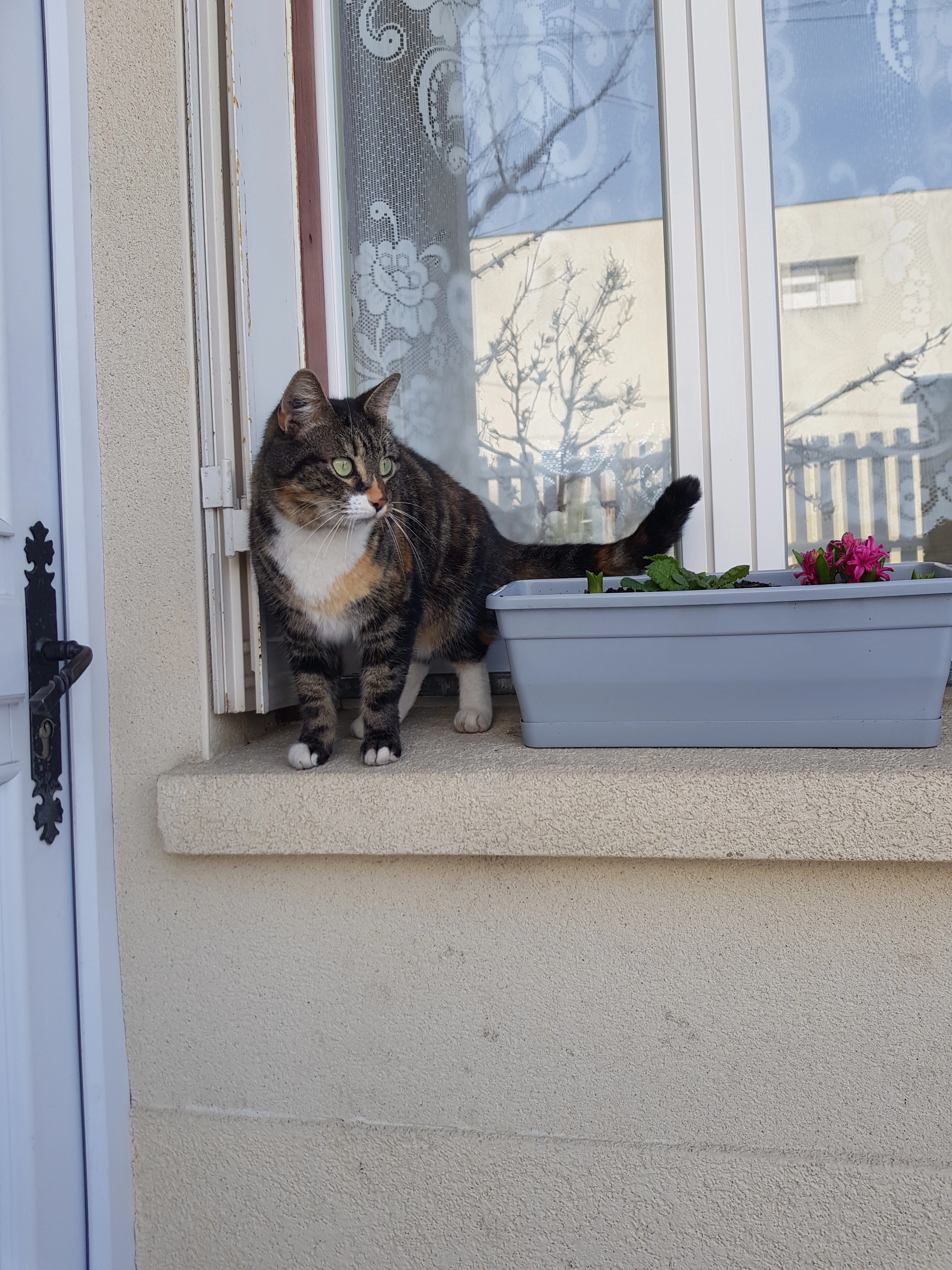 Mimi - Avenue Beauséjour, Argenteuil