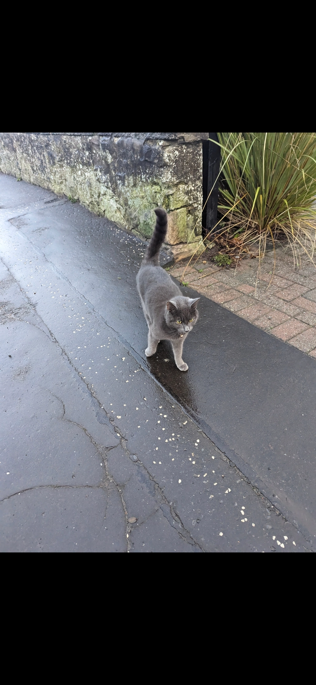 Dave  - Blackburn Avenue, Dunfermline