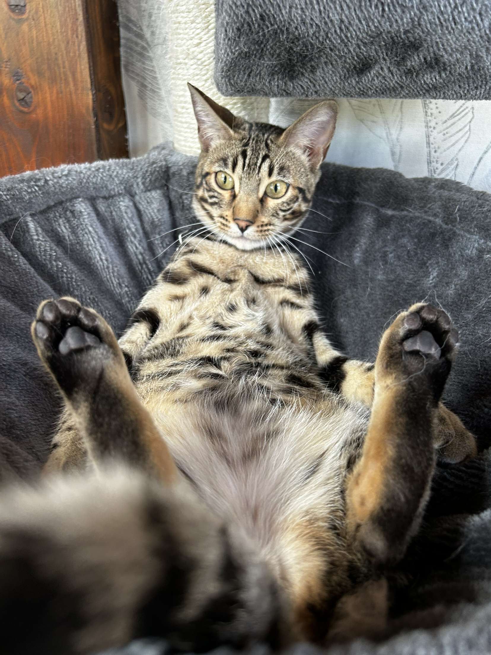 Uba - Chemin De La Fauconnière, Pontarlier