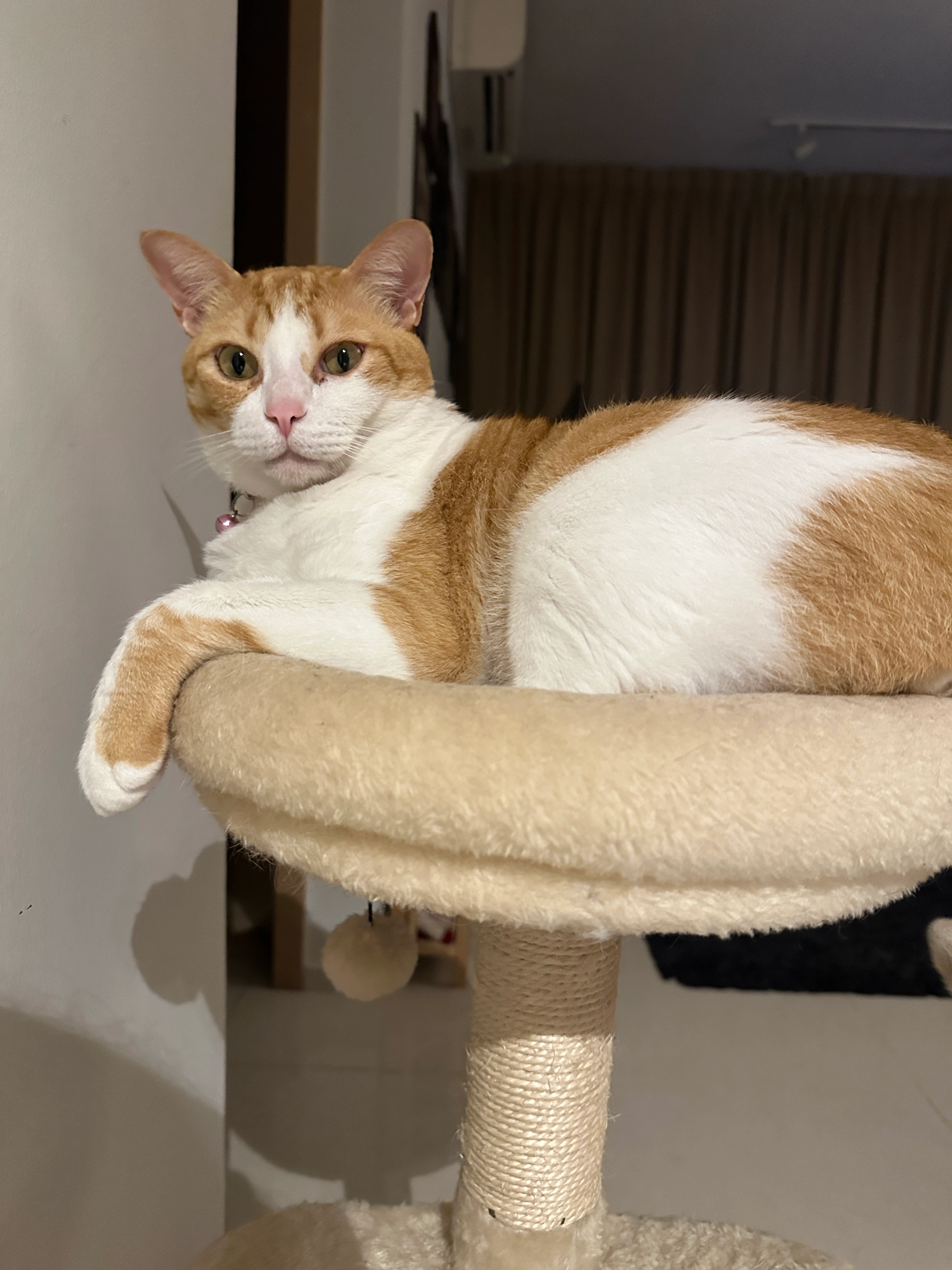 Monty - Halton Road, Singapore