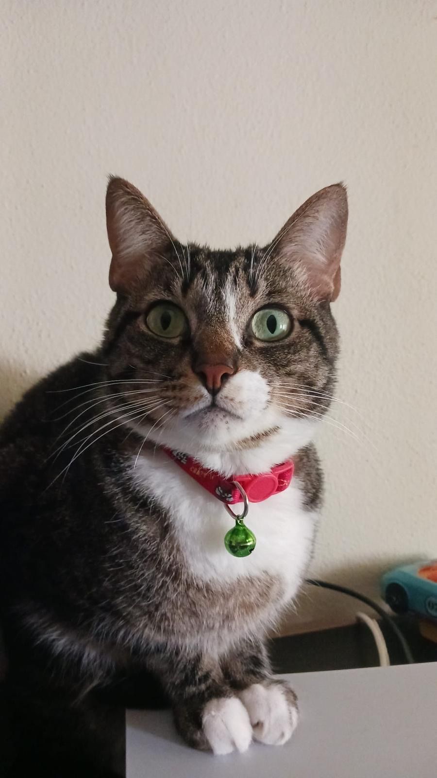 Dio - Rua Doutor Nobre de Oliveira, Silves