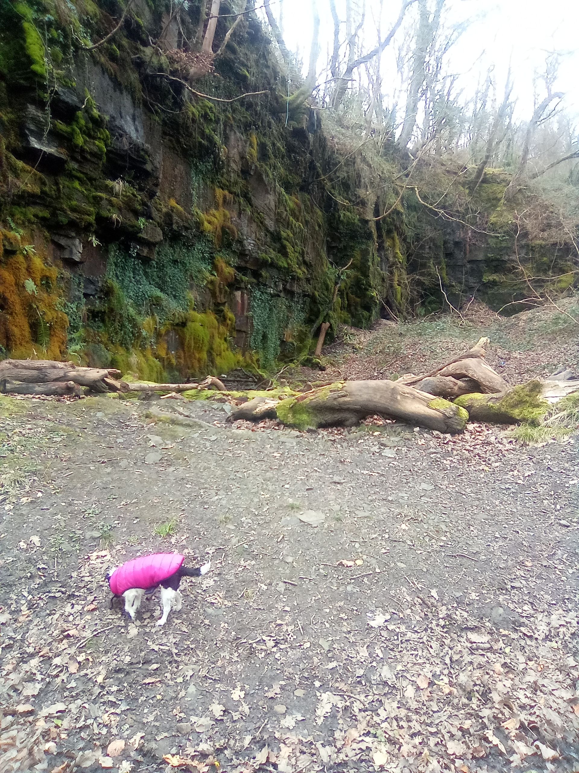 Penny - Clos Coffa, Swansea