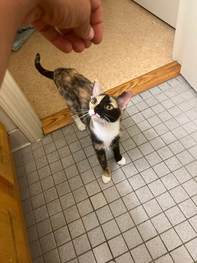 Snooki - Harold Street, Roxbury