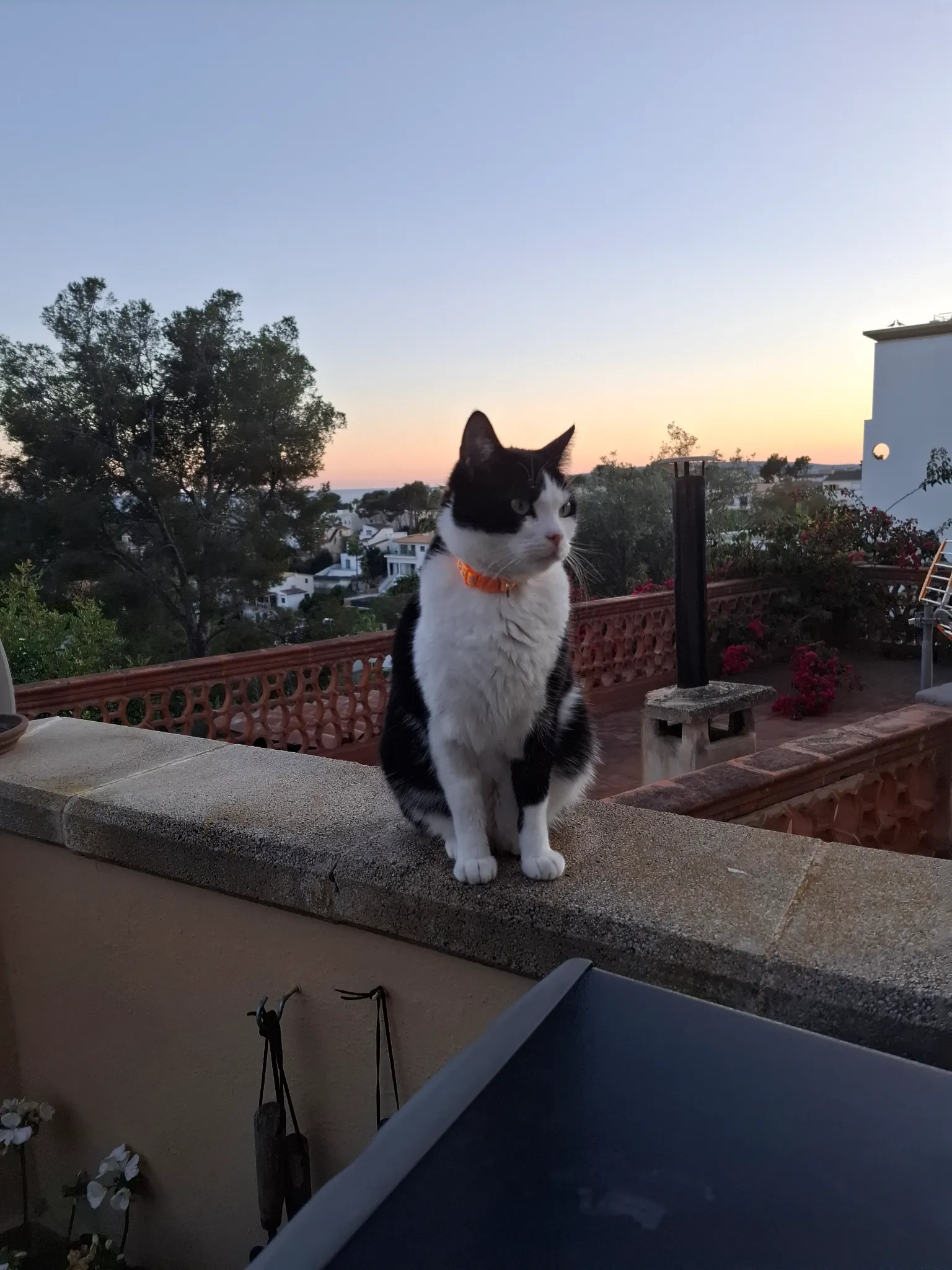 Norris - Calle de Seguí, Calvià