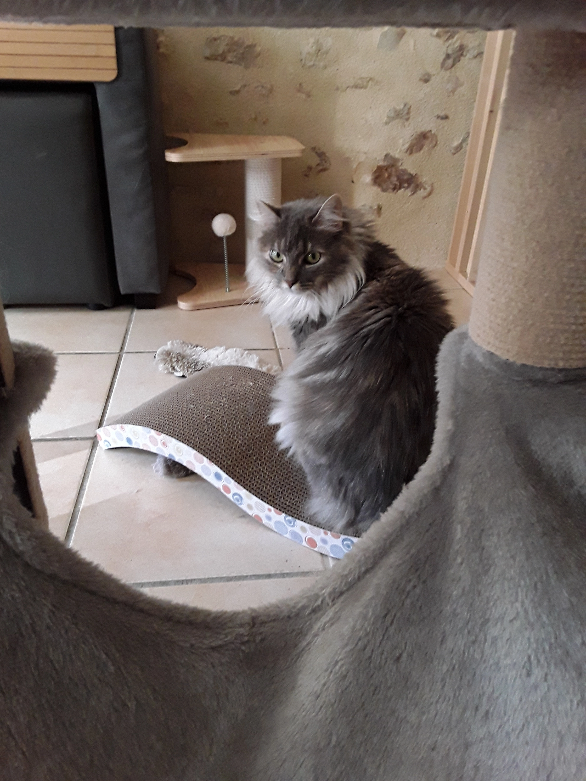 Stella - 201 Boulevard de l'Ardenne, Montreuil-Bellay