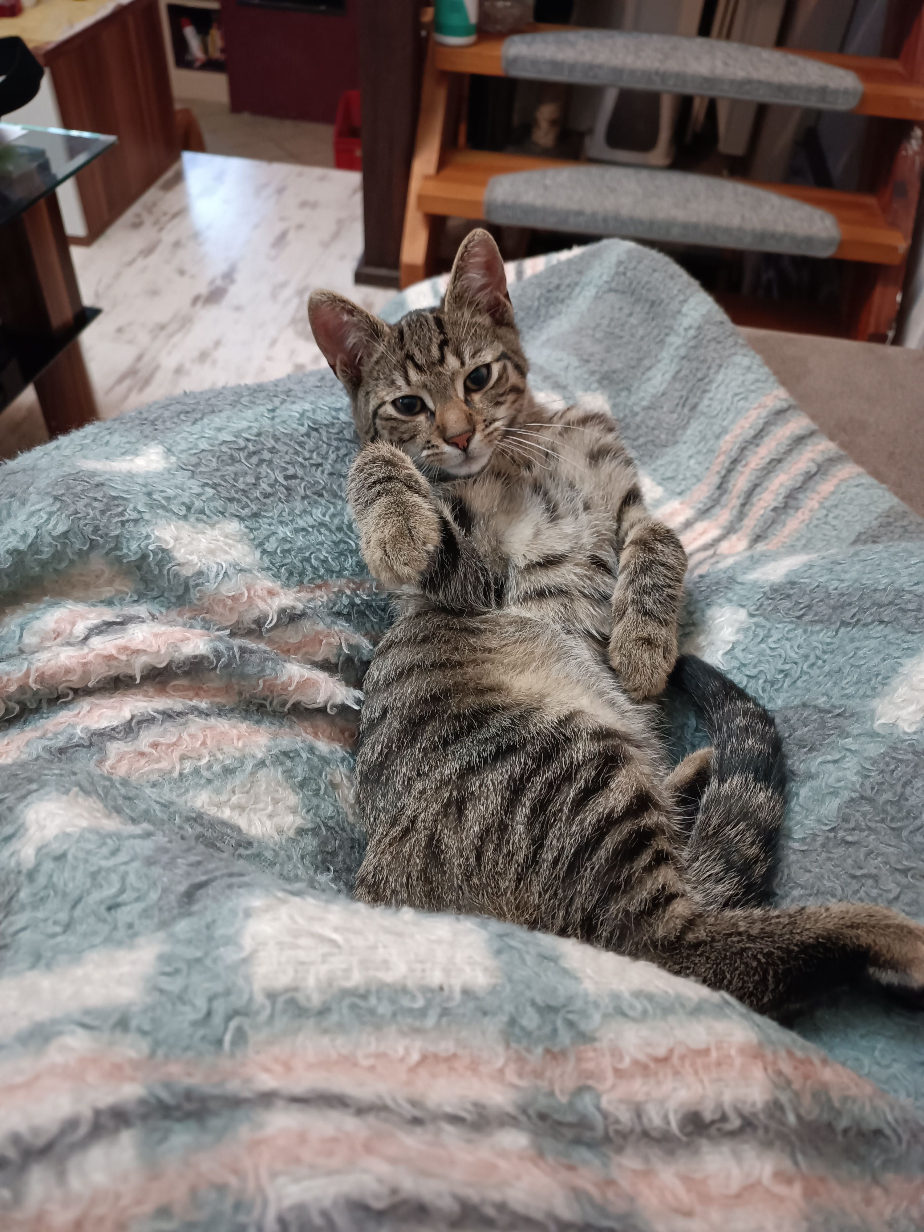 Kody  - Steinteichmühle 2D, Kolkwitz