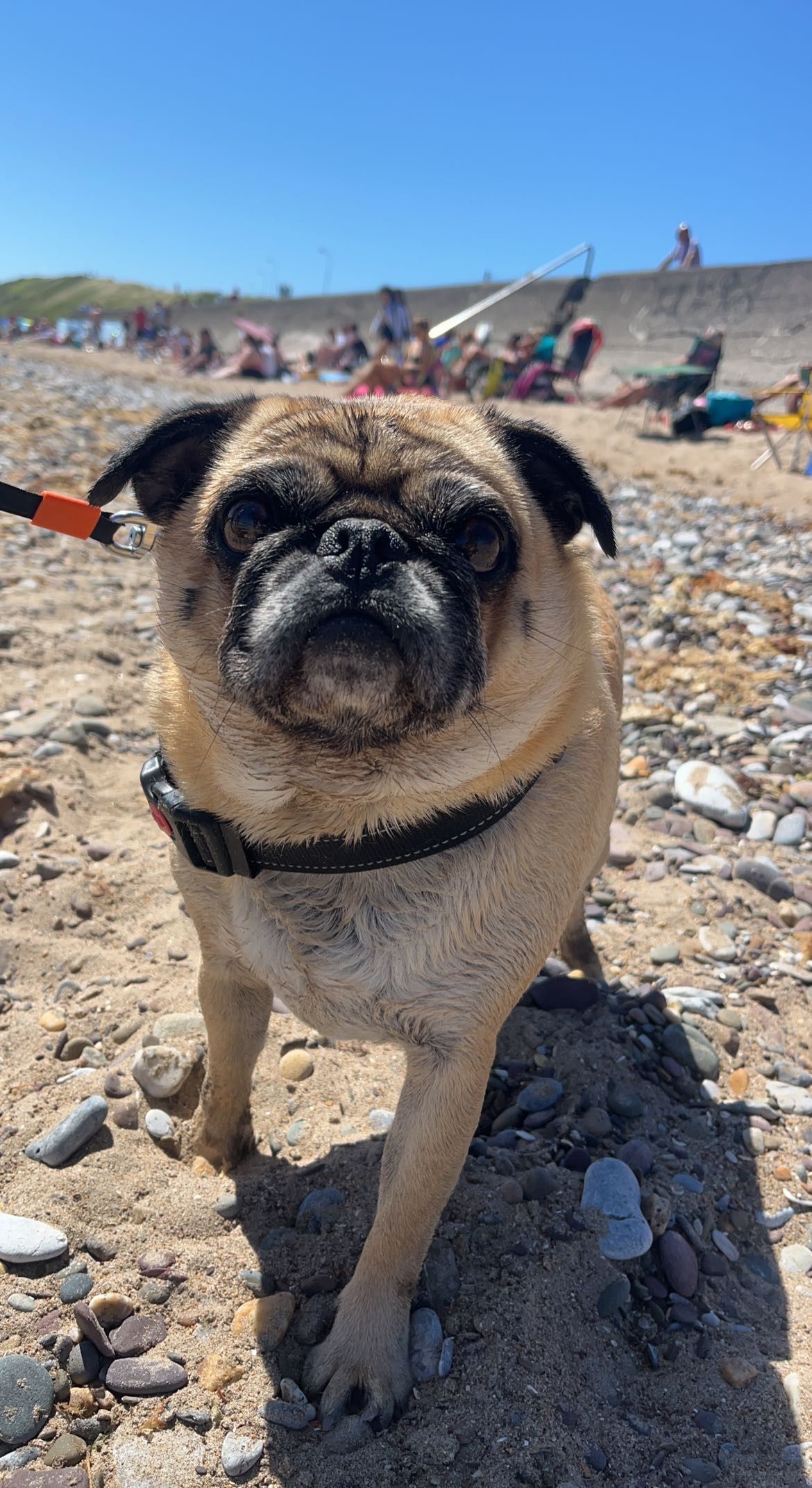 Gizmo - P61, Kilworth