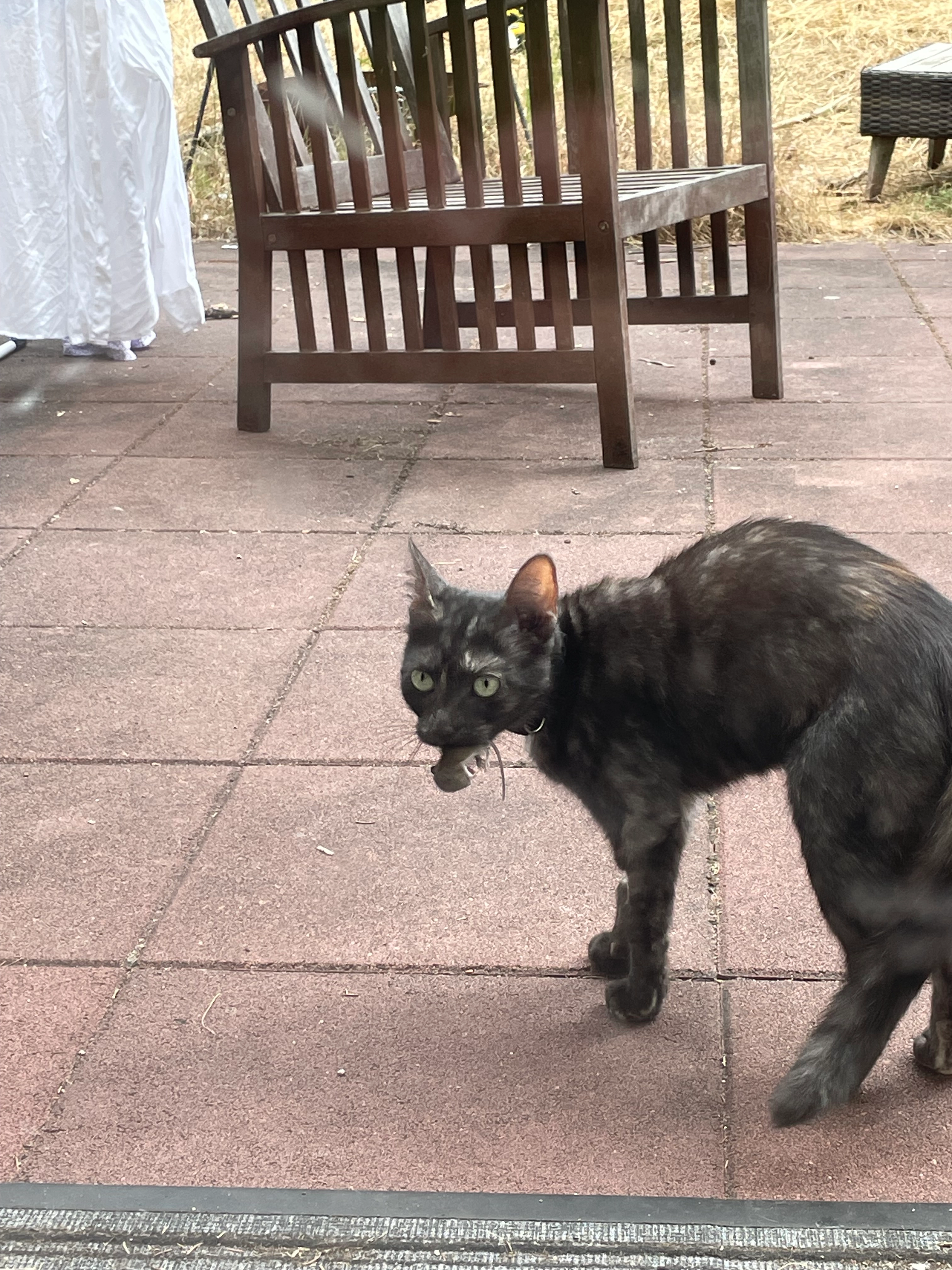 Wilma - Ludwig-Quellen-Straße, Fürth