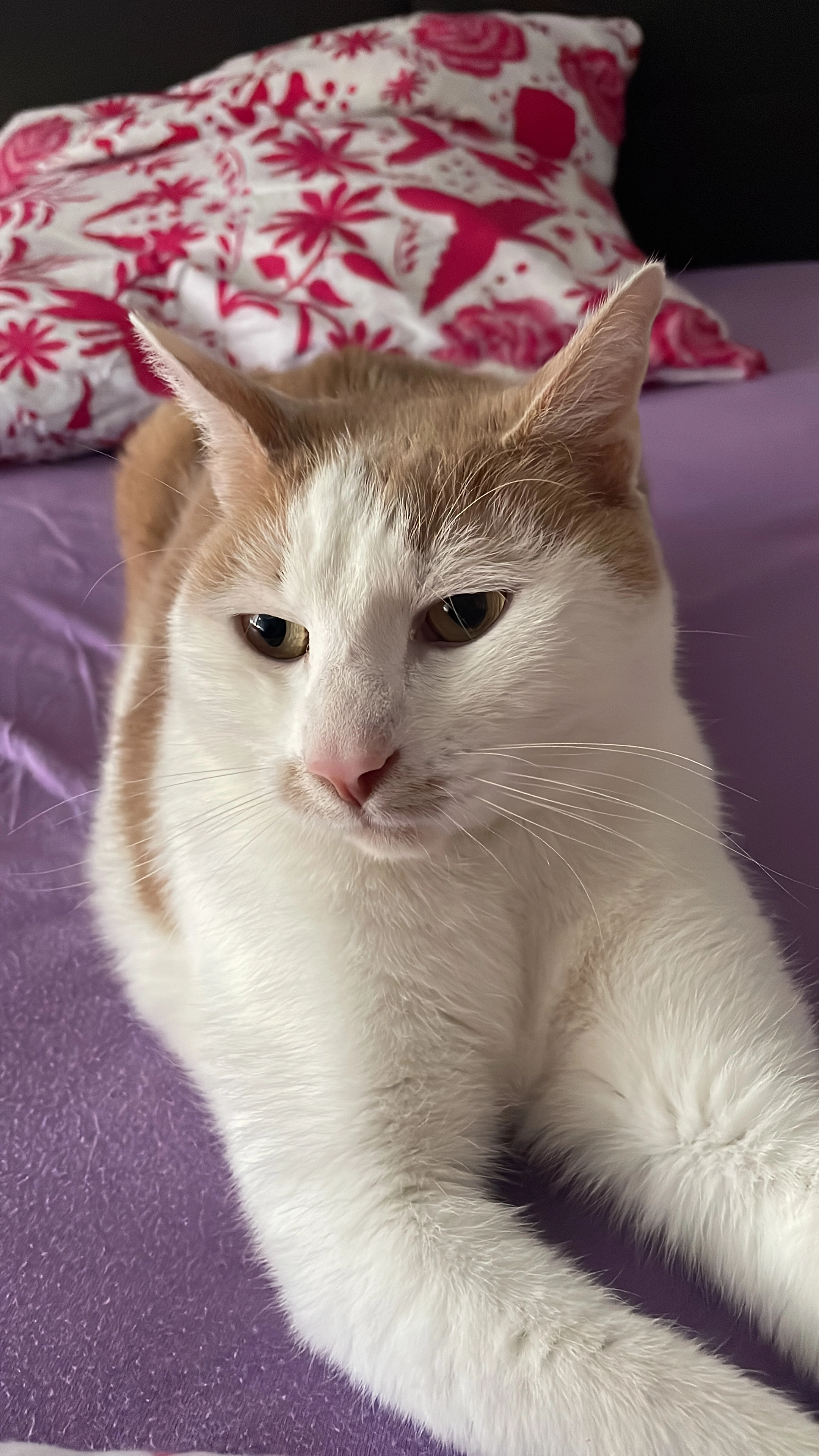 Henry - Corrensstraße, Münster