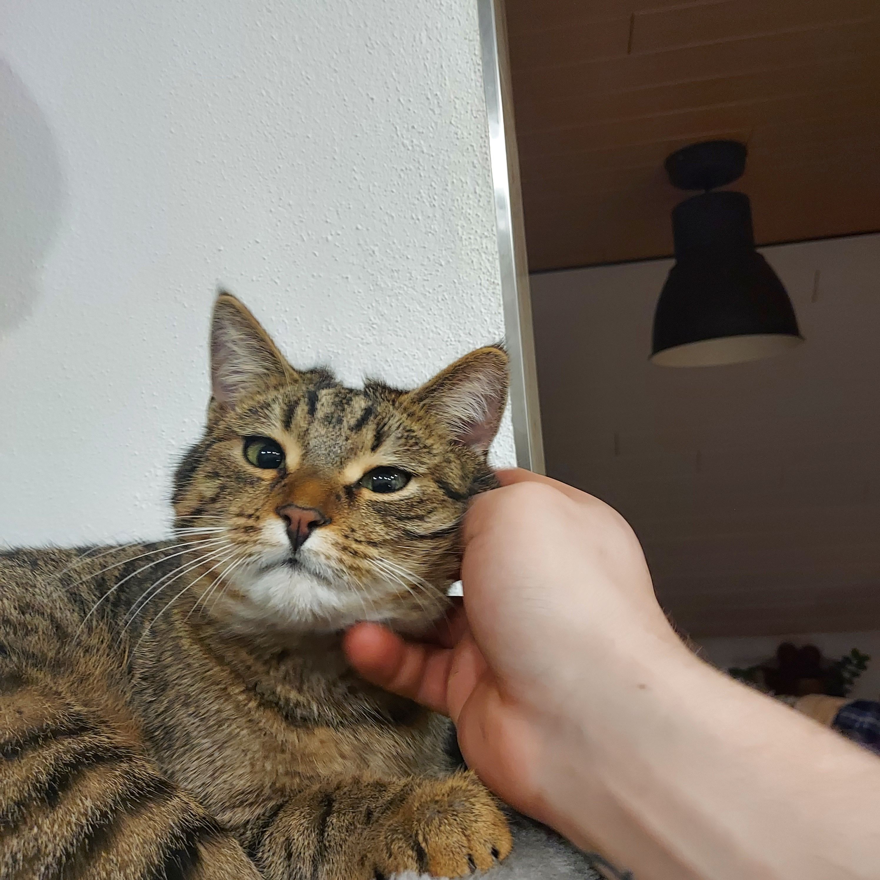 Simba - Gartenstraße, Rögling