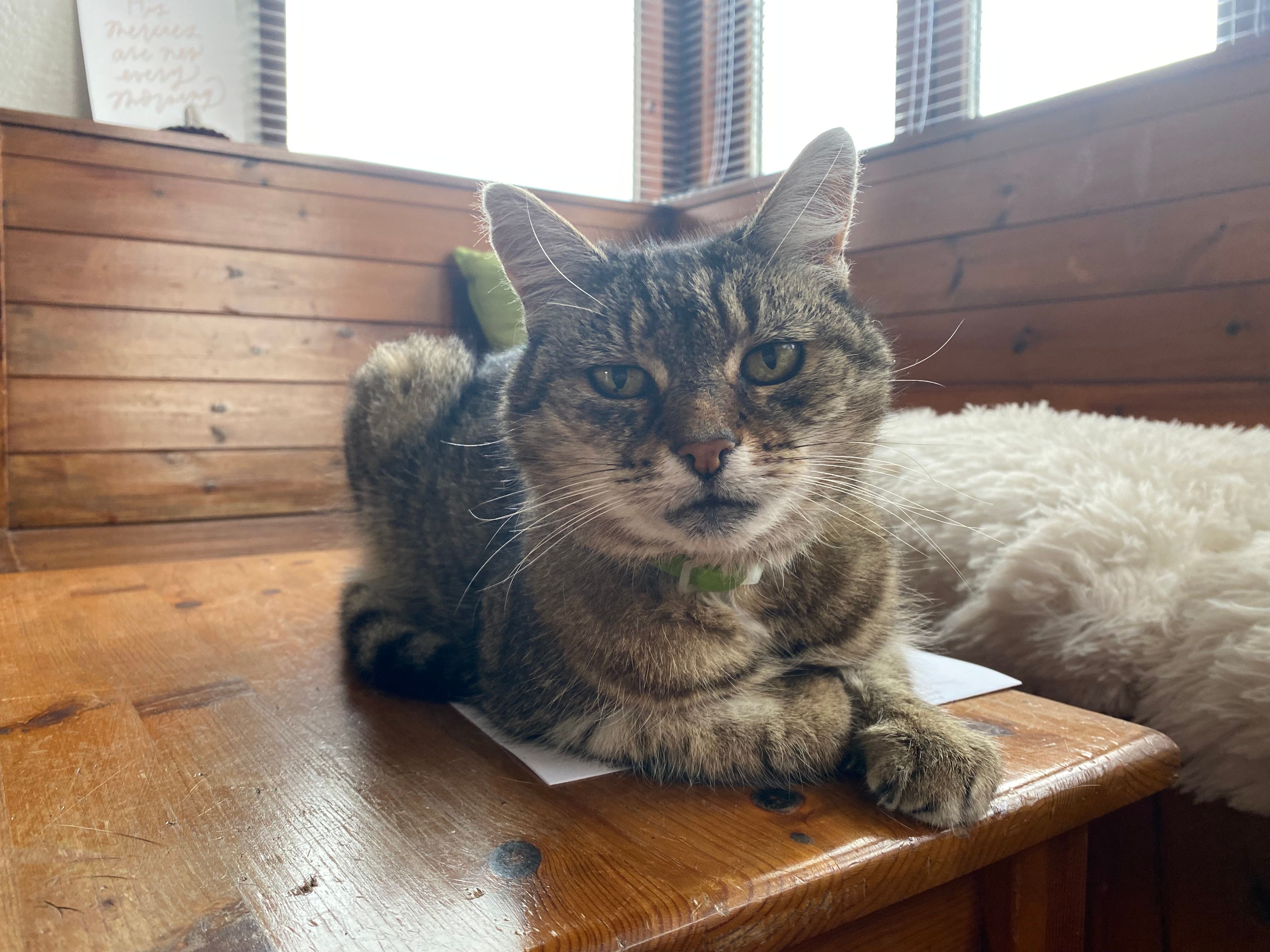 Francesca - Dunmore, Killea