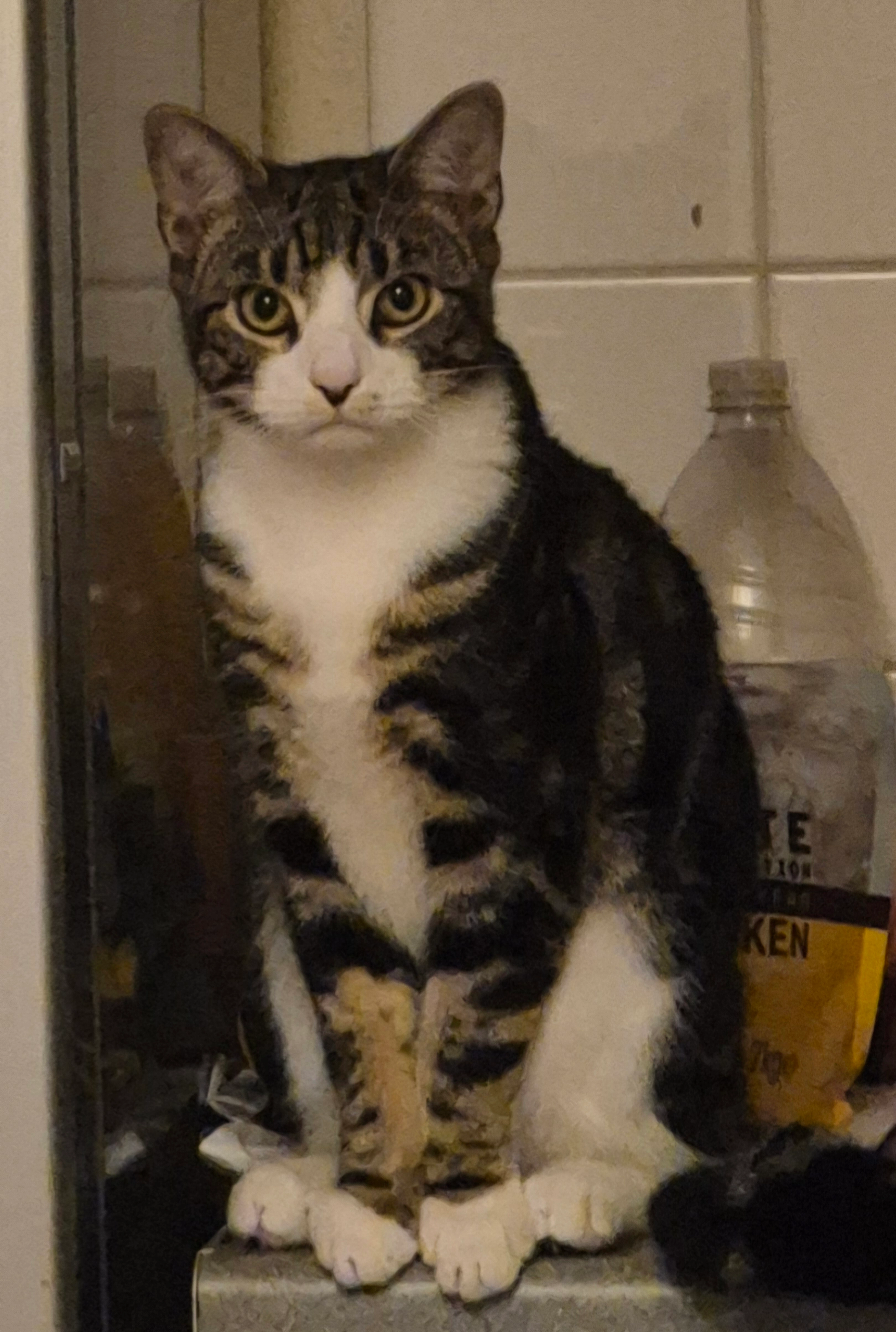 Azure - 6 Shire Court, Aldershot