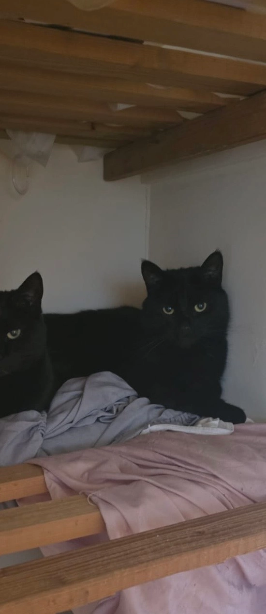 Wiggles  - Wyatt Close, Huntingdon