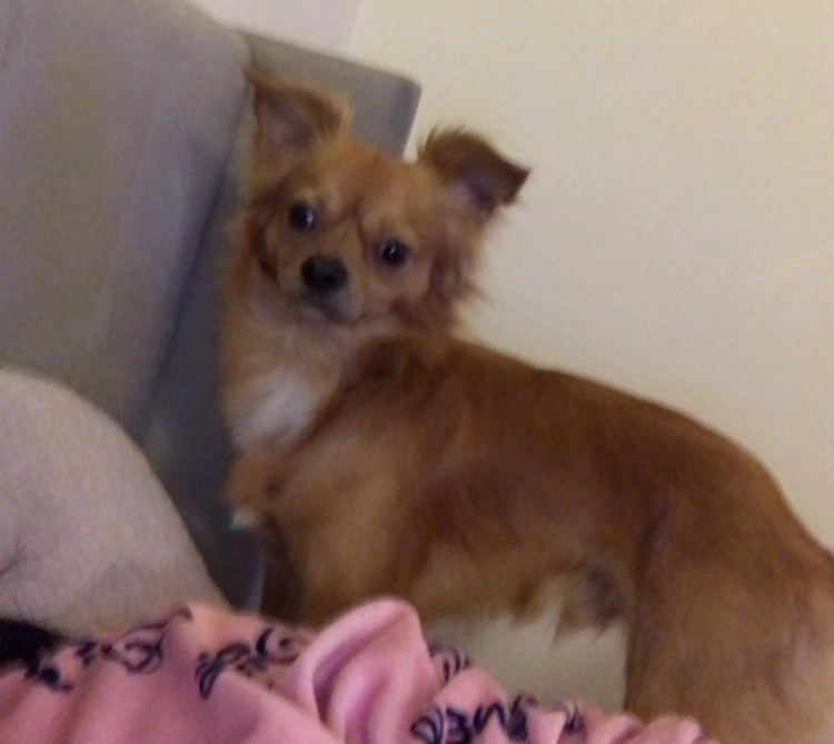 Cesar - Boulevard National, Nanterre