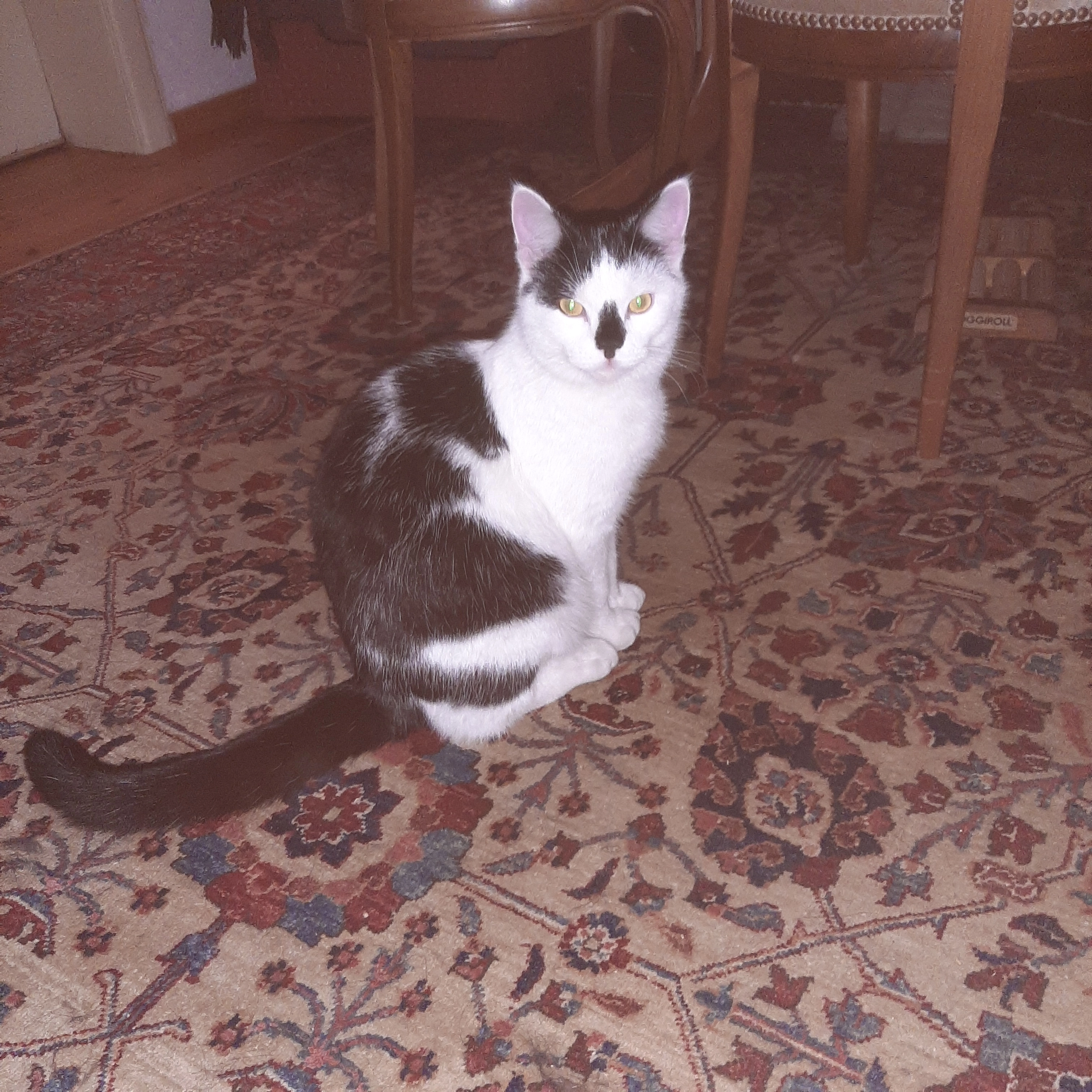 Schwarznase - Penzliner Straße, Meyenburg