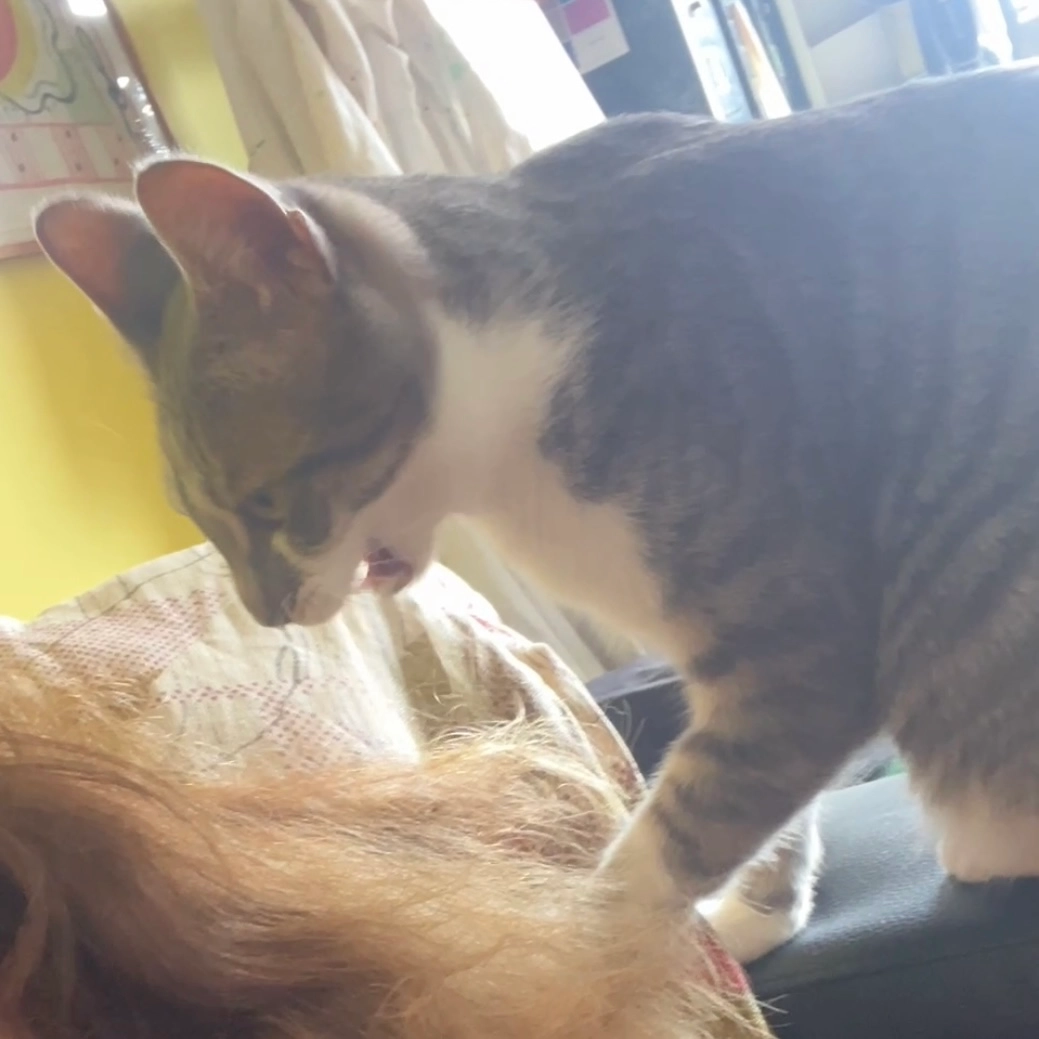 Djimbe - Rue du Général Revest, Sète