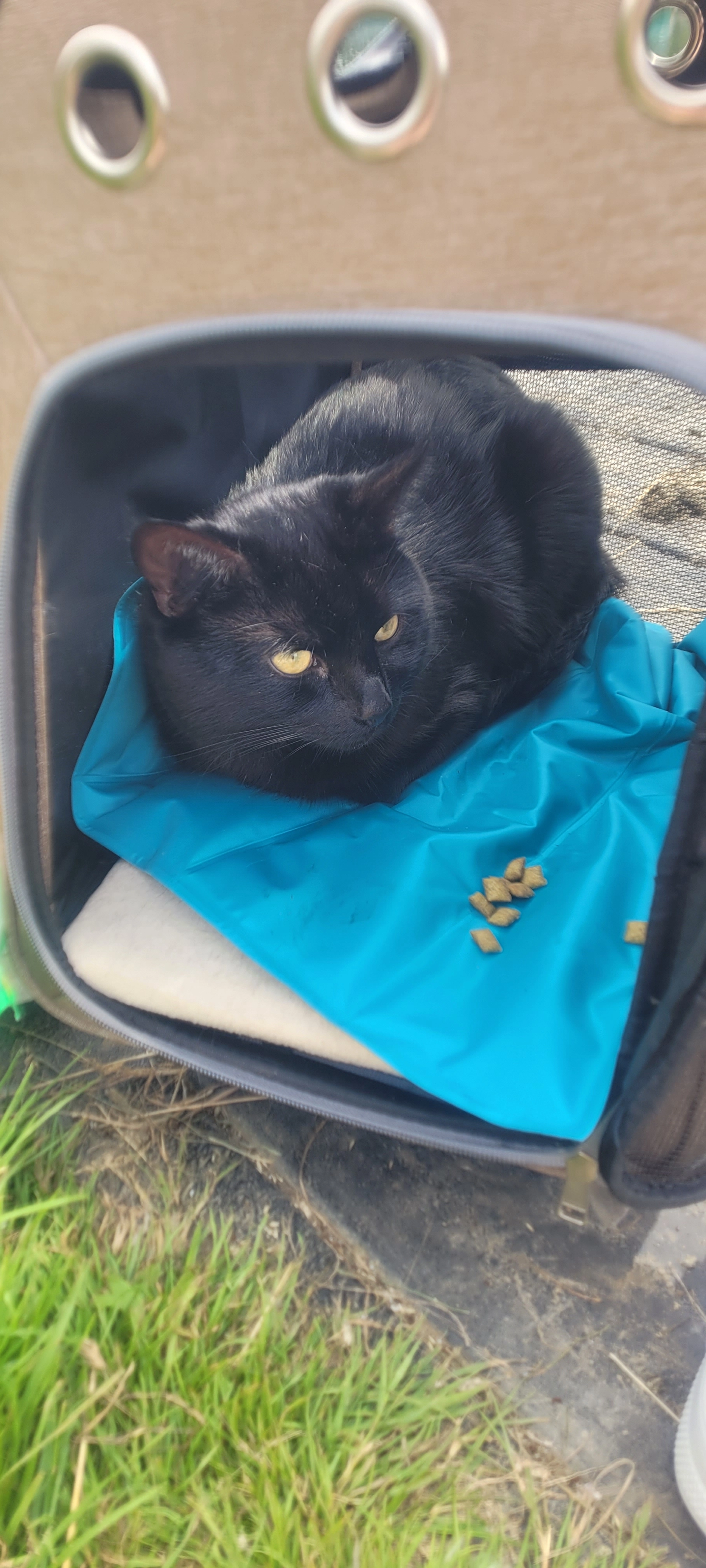 Panther  - High Street, Wellingborough