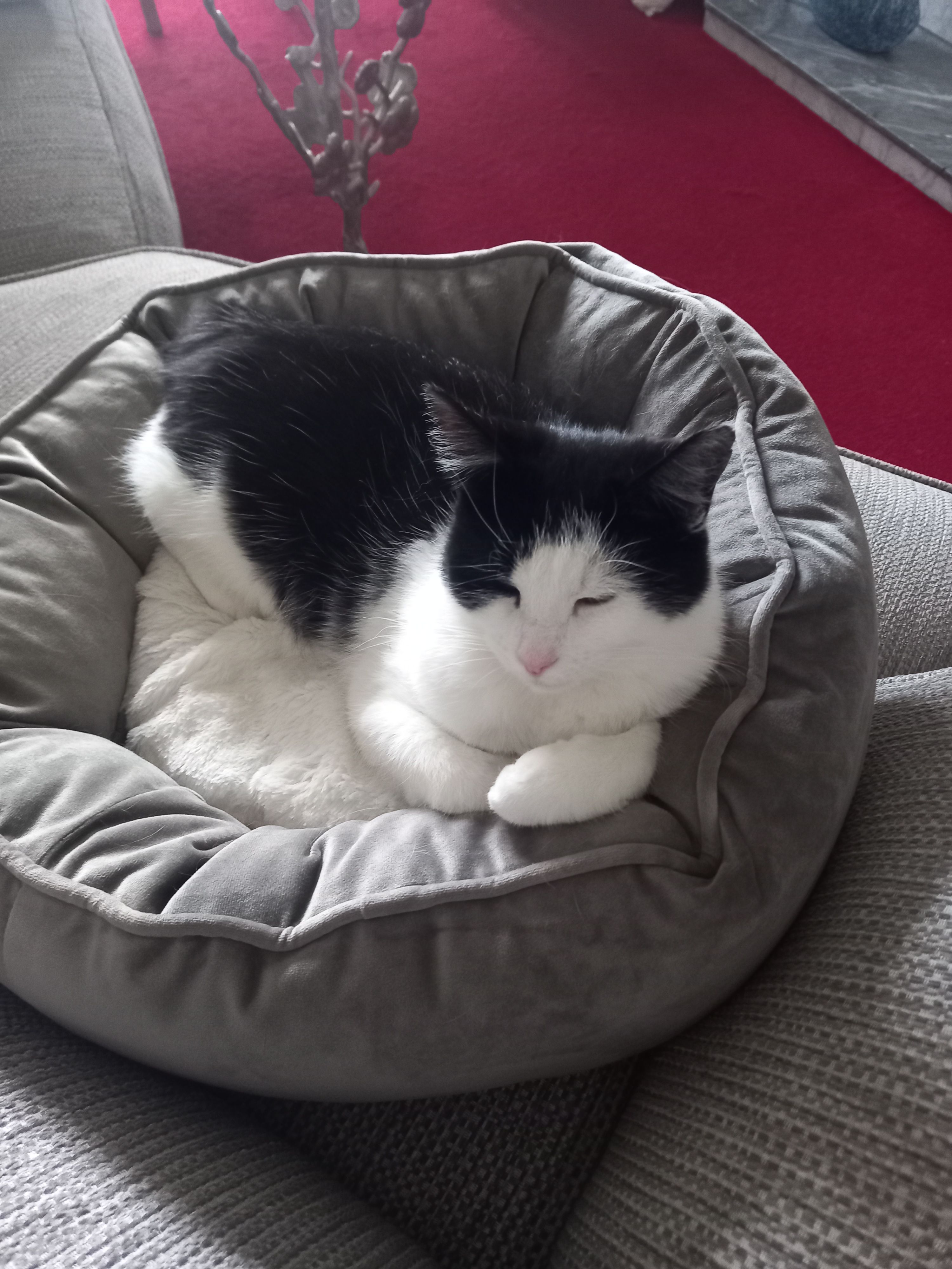 Memphis - L1801, Westport