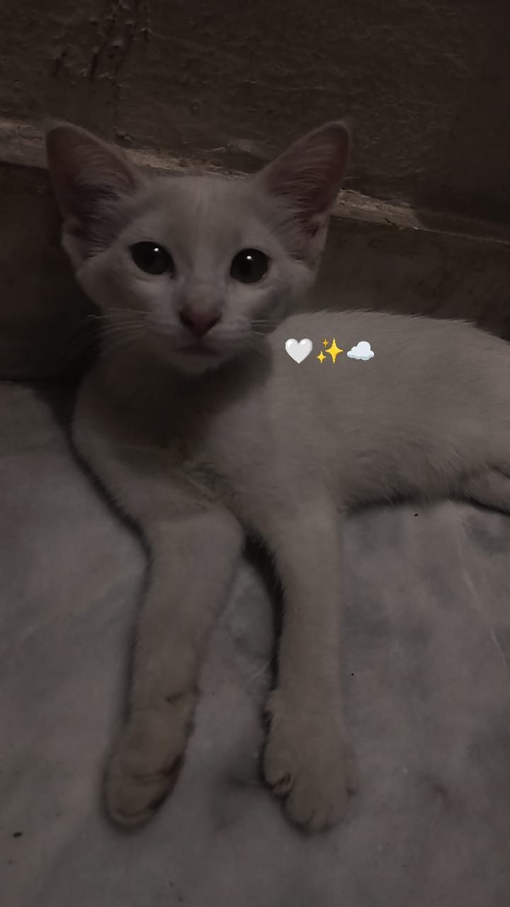 kiki mungi - nazimabad fsd, Faisalabad