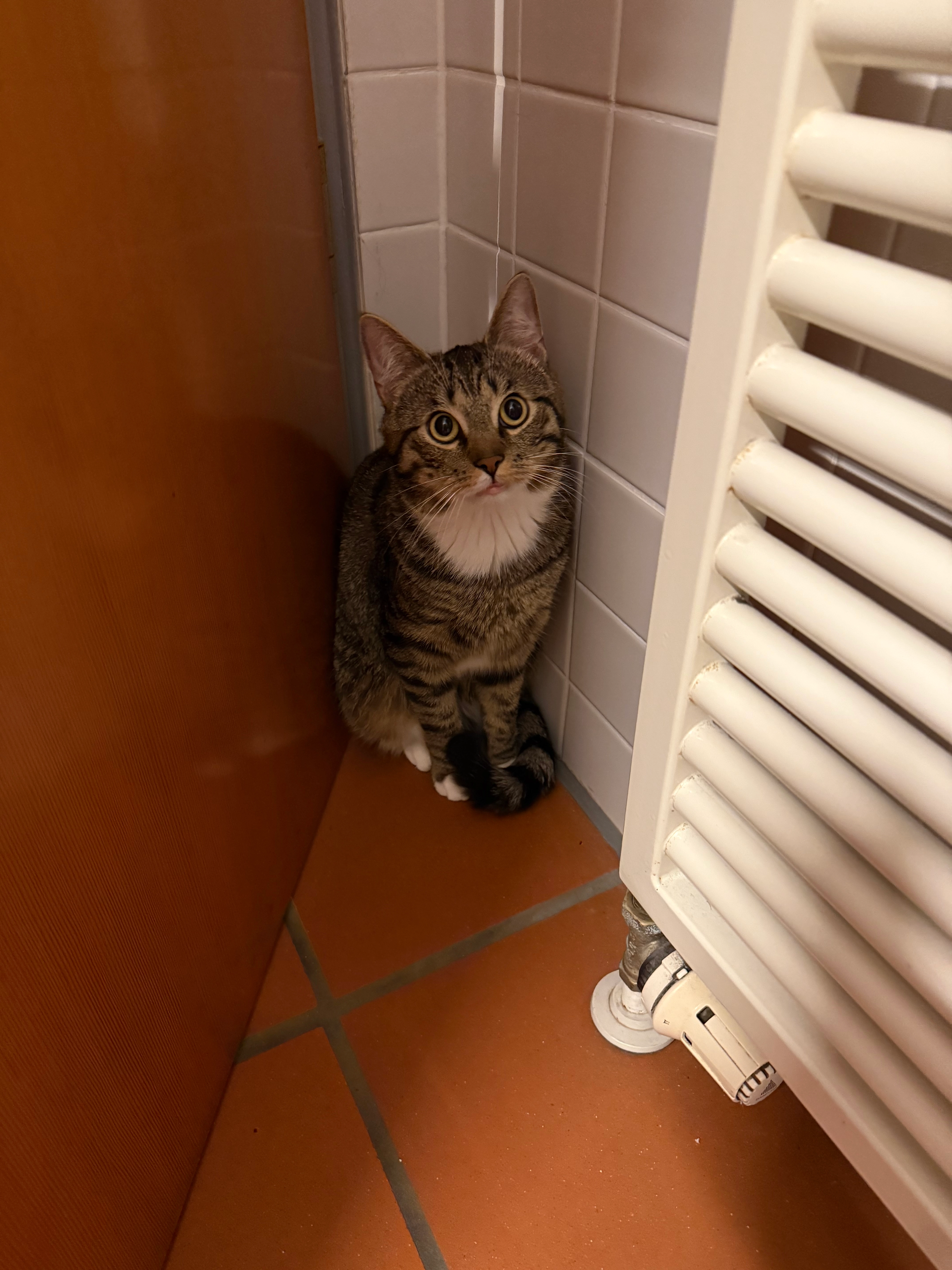 Ivy - Parkallee, Bremen