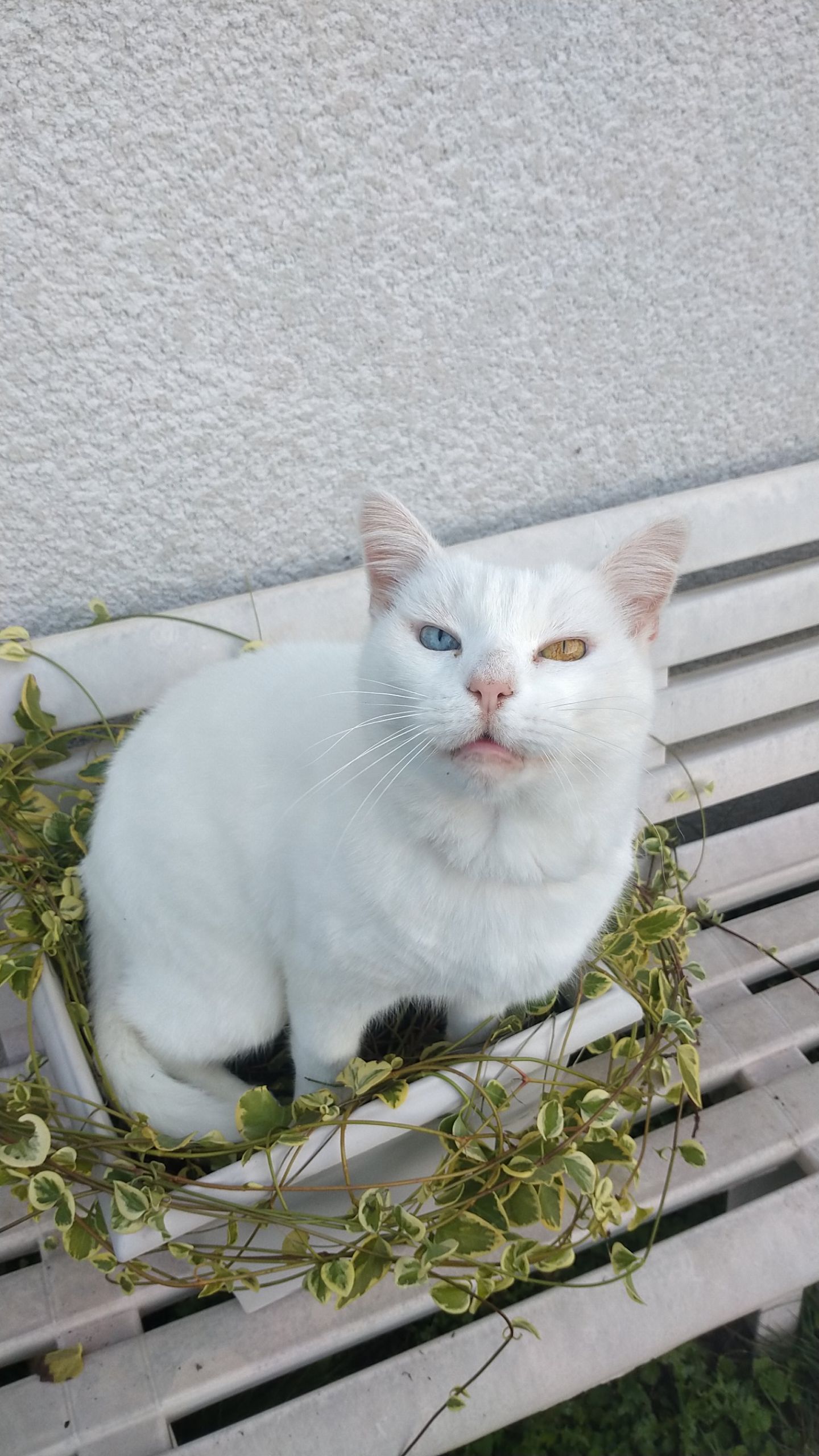 Bisou - Route de Saint-Marcellin, Saint-Just-Saint-Rambert