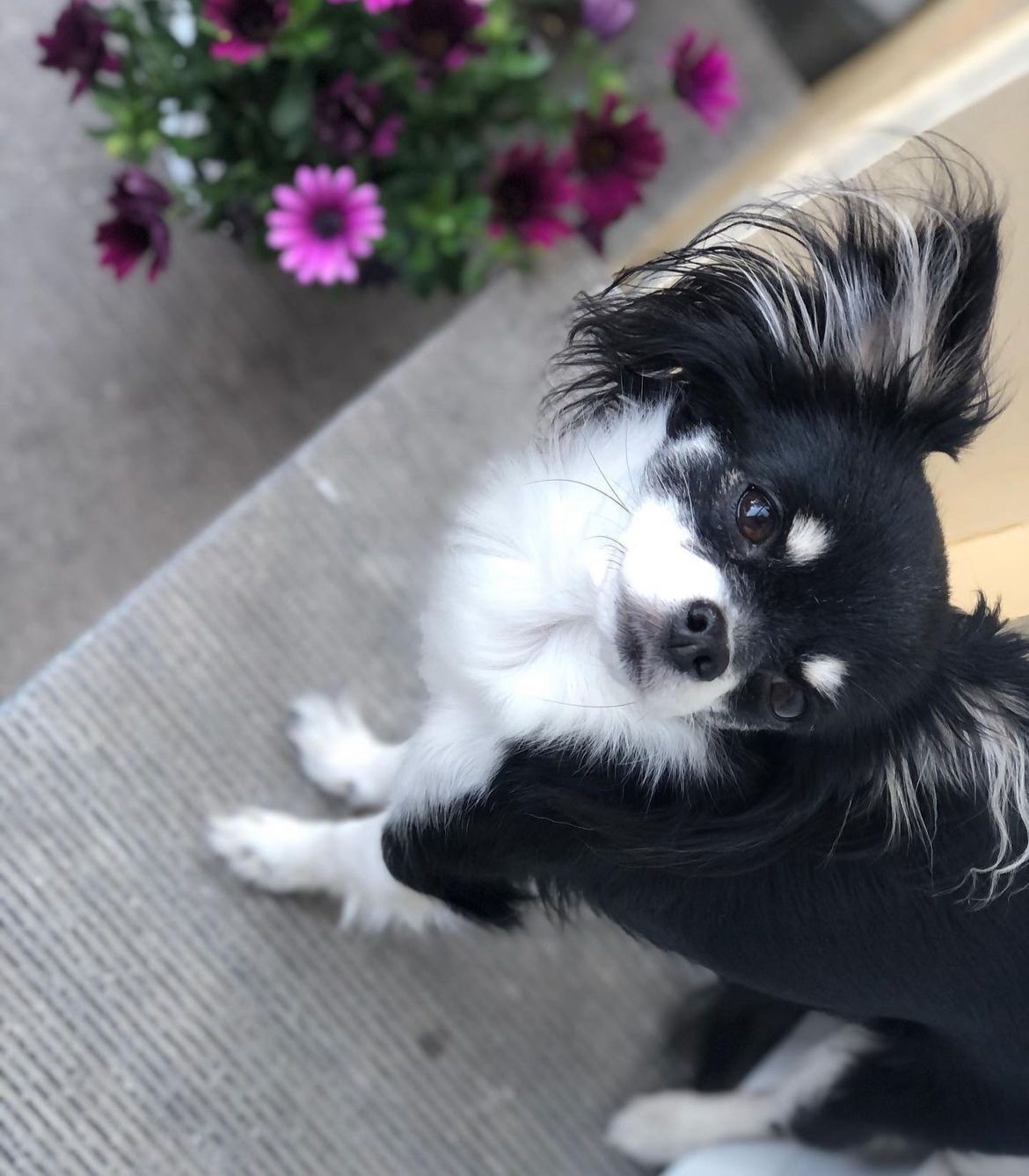 Bella - Johannisberg, Raeren