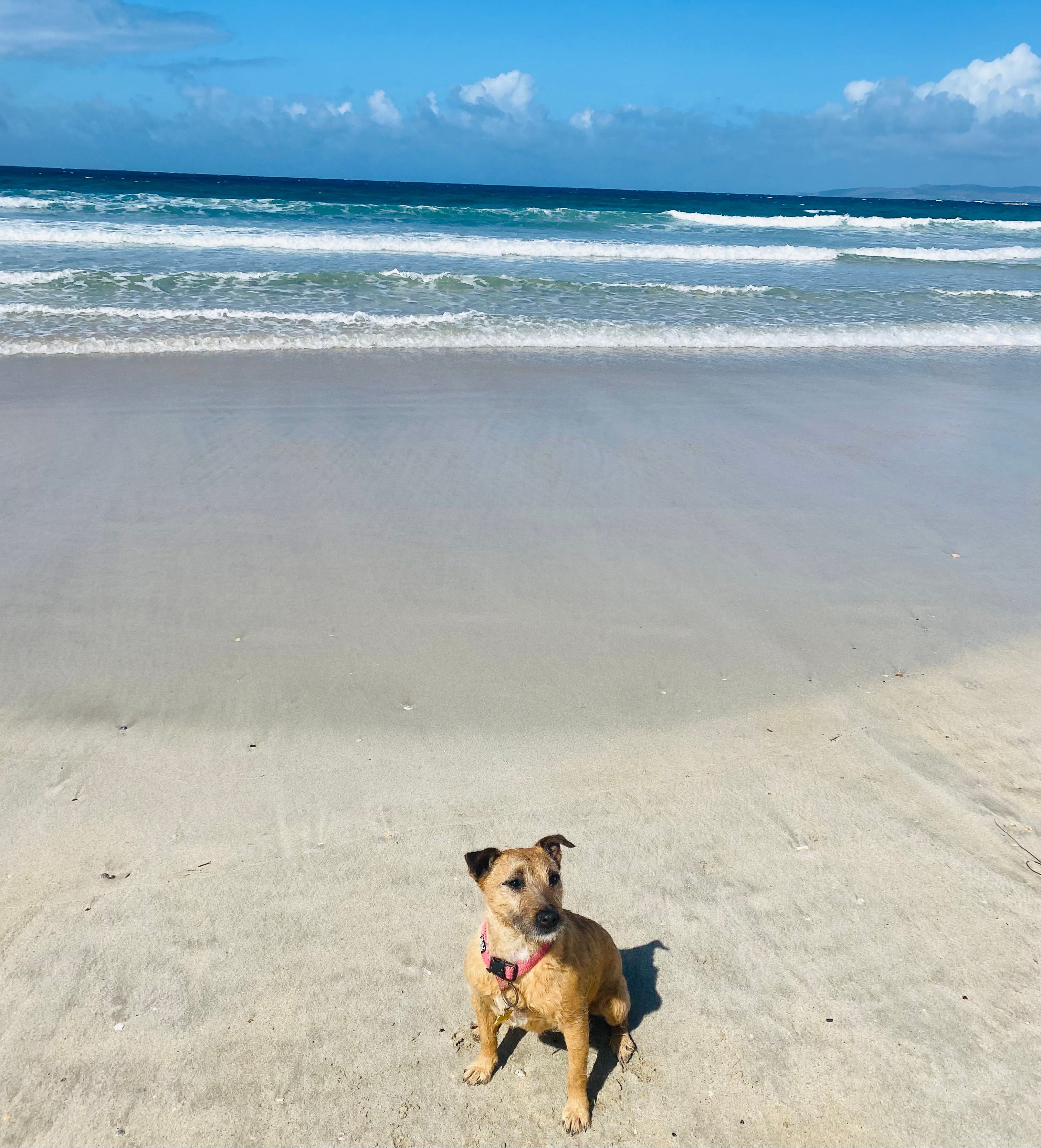 Freya  - Robswall, Dublin