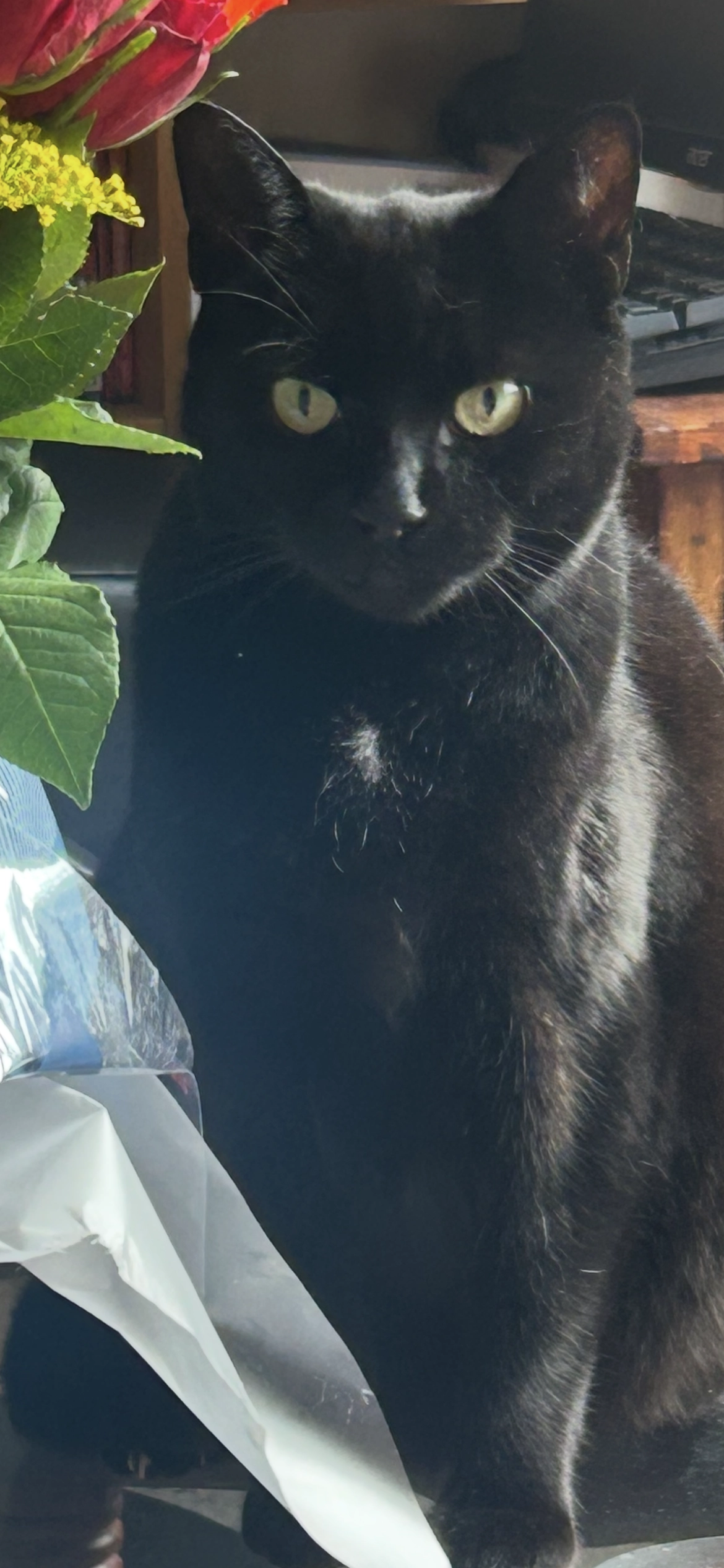 Kola  - Irnham Road, Minehead