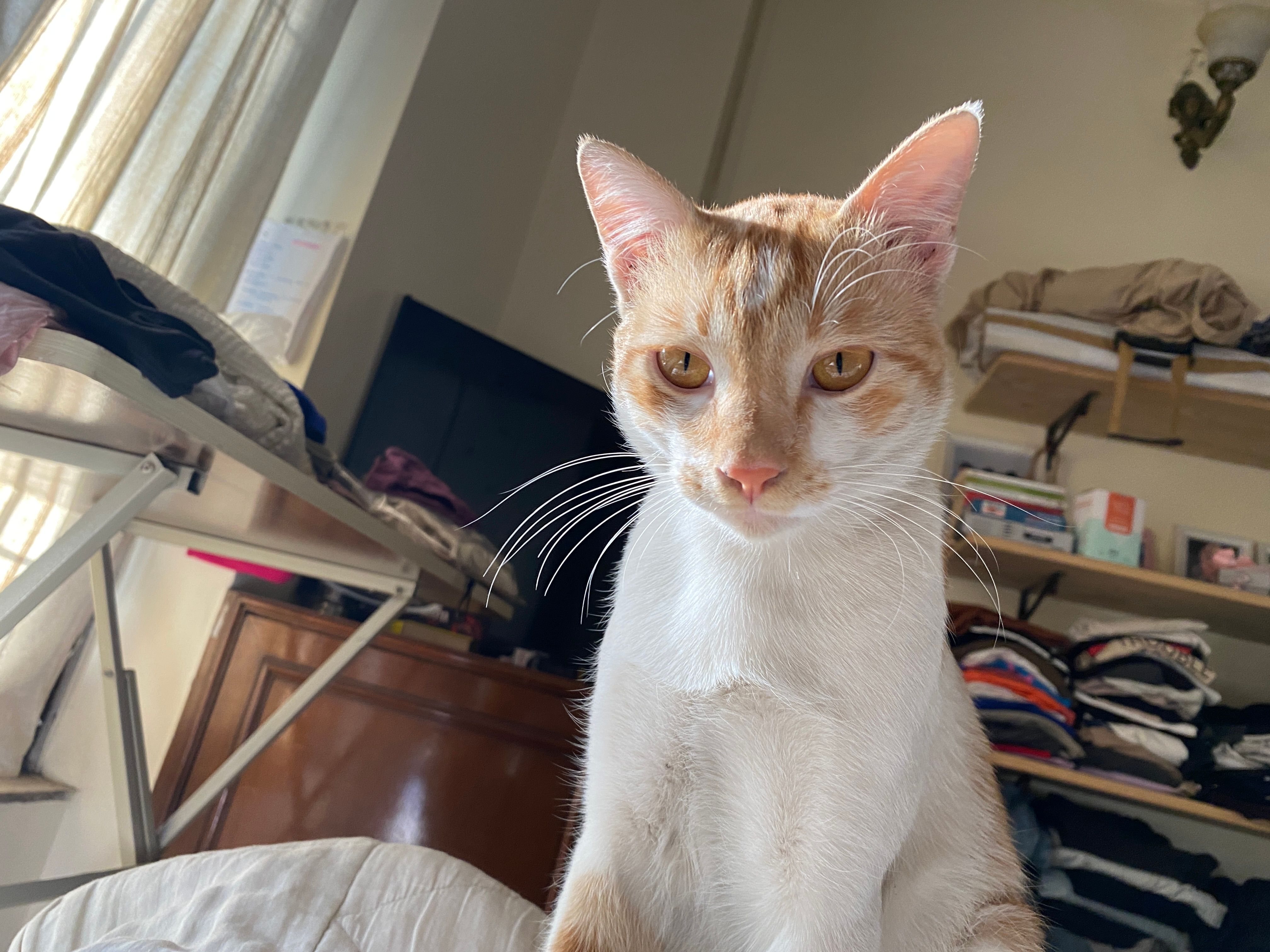 Pedha - Vijayanagar Colony, Pune