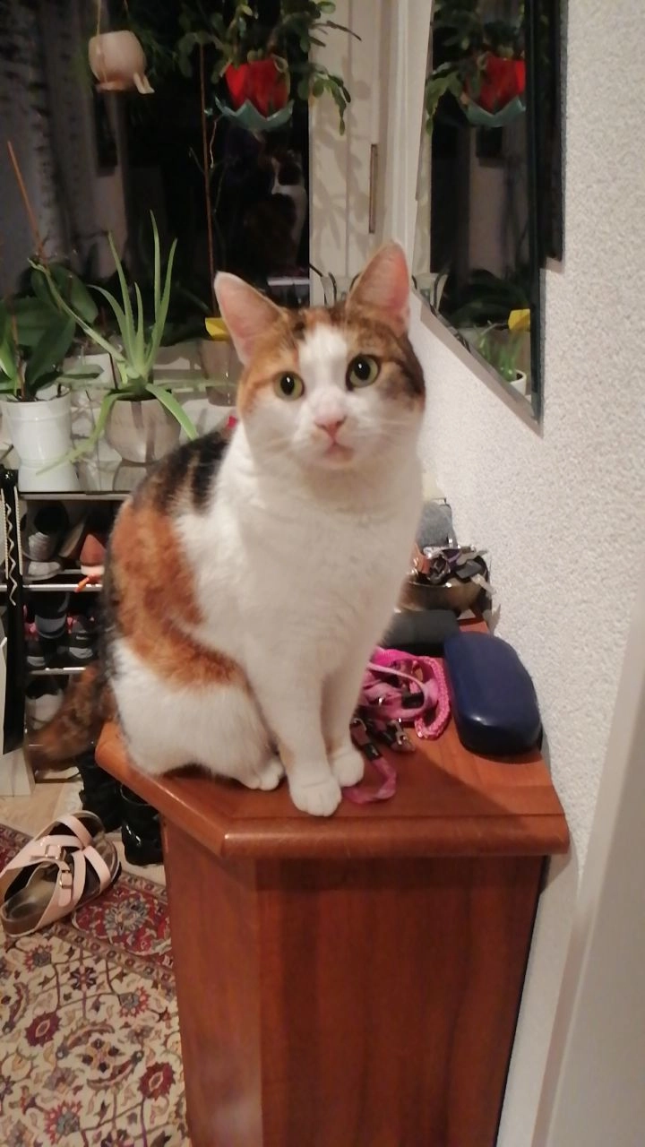 Nala - Schlimpergstrasse, Illnau