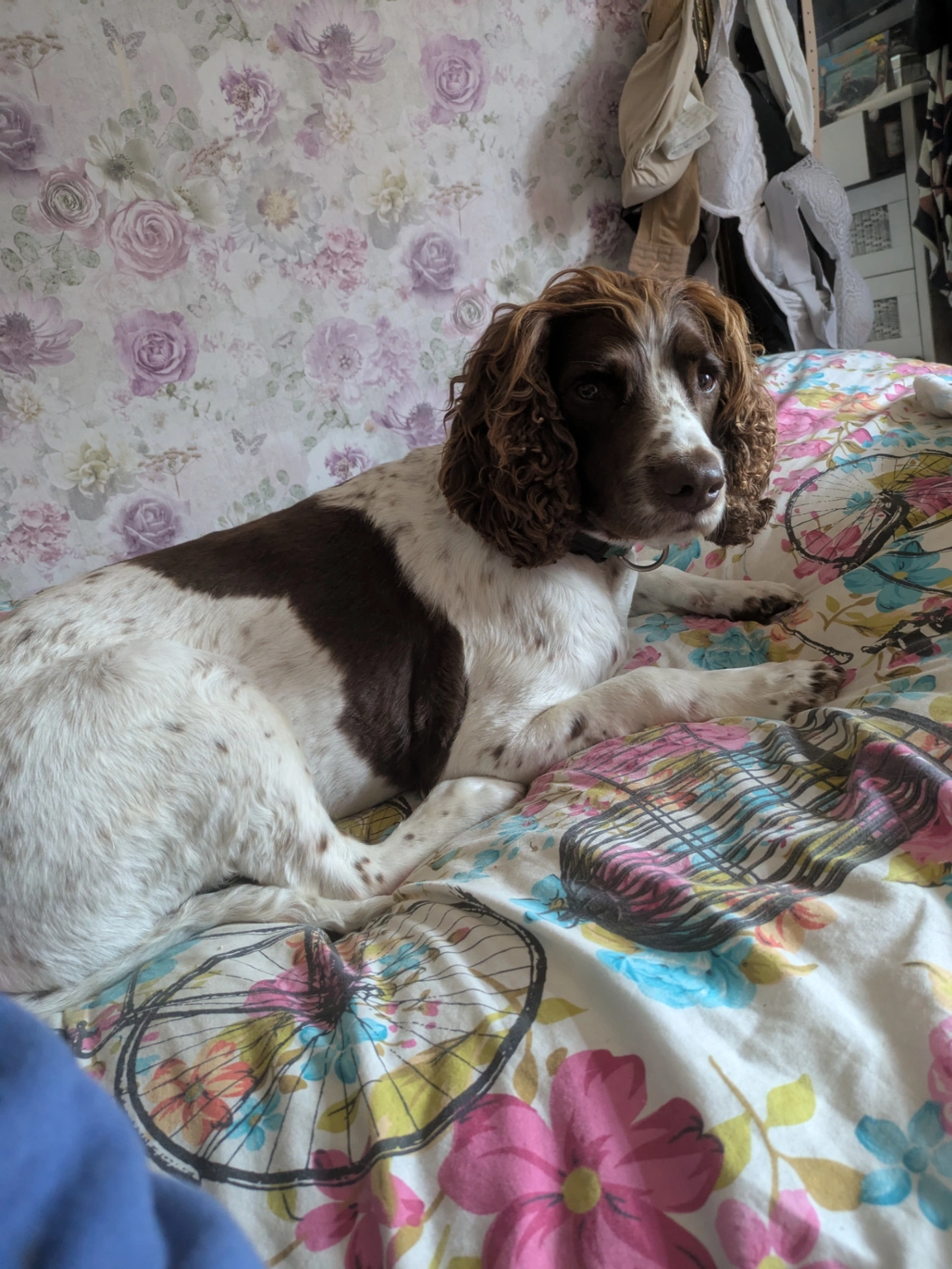 Riley - Winsford Avenue, Eastleigh