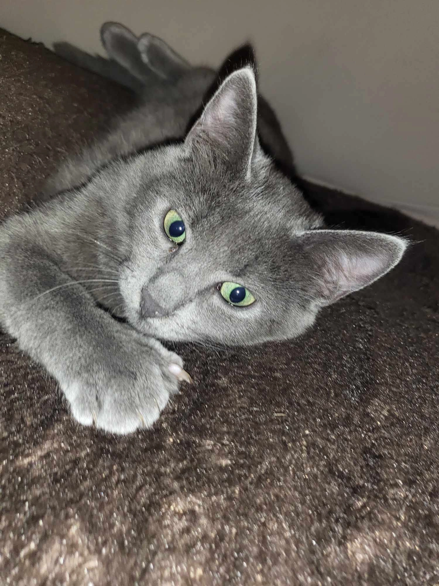 Kiki - La Pyrénéenne, Hastingues